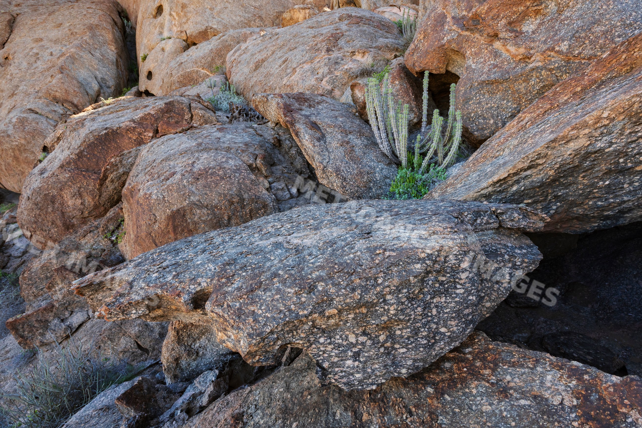 Euphorbia cactus among Granite Rocks in stone valley, Namibia