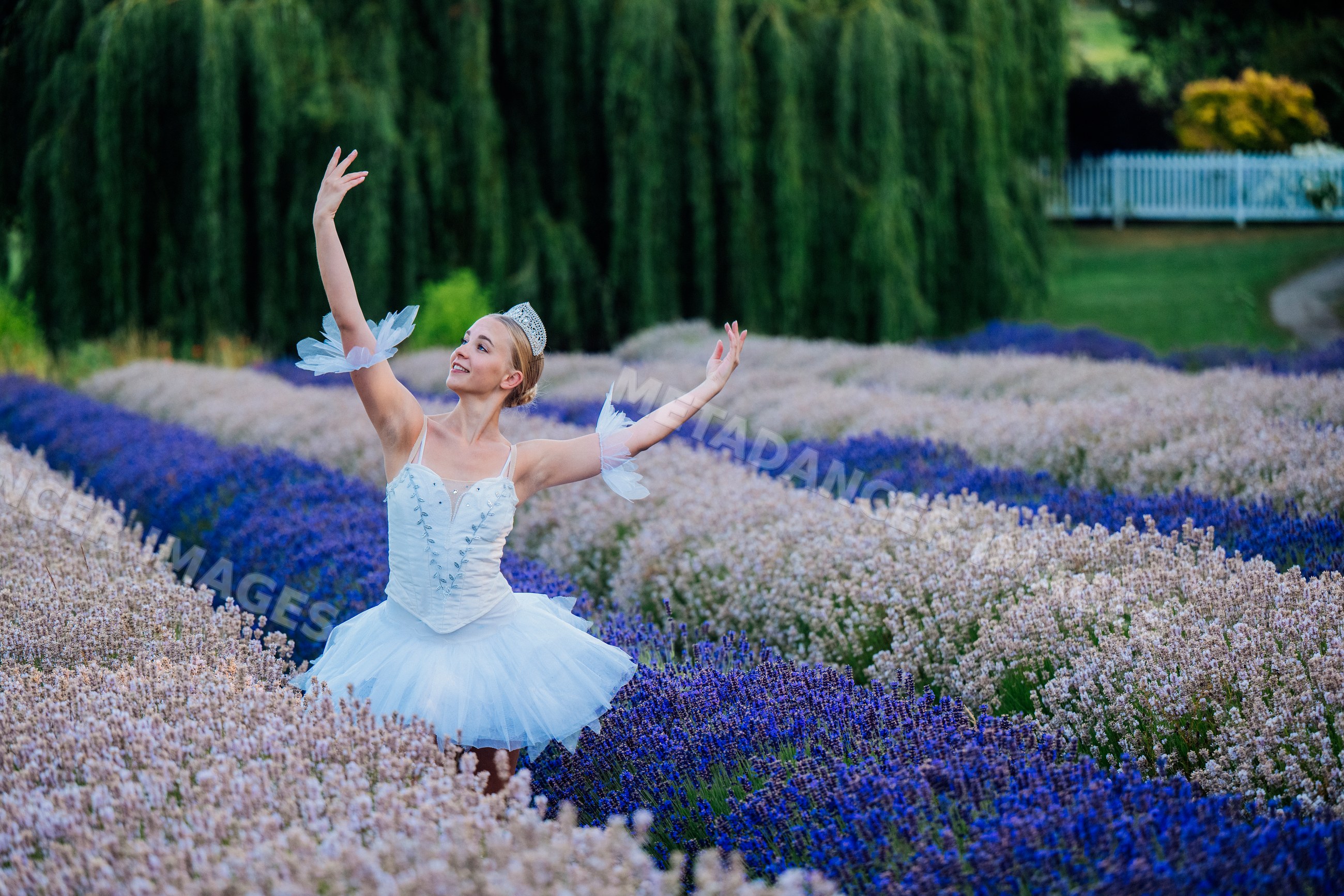 A ballerina gracefully dances outdoors in a lavender field