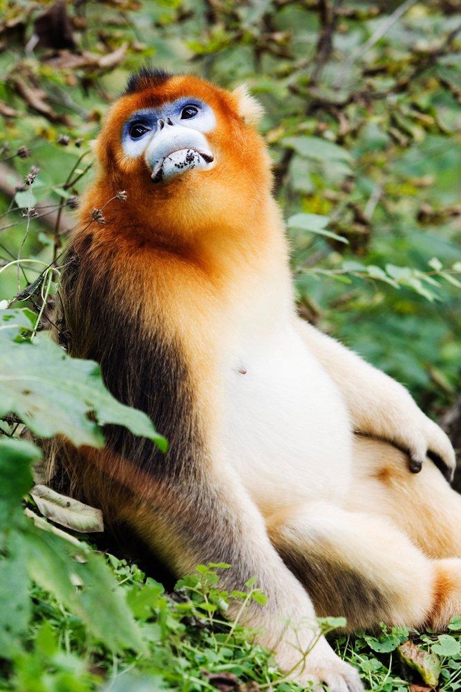 Golden monkey sitting in a forest, china