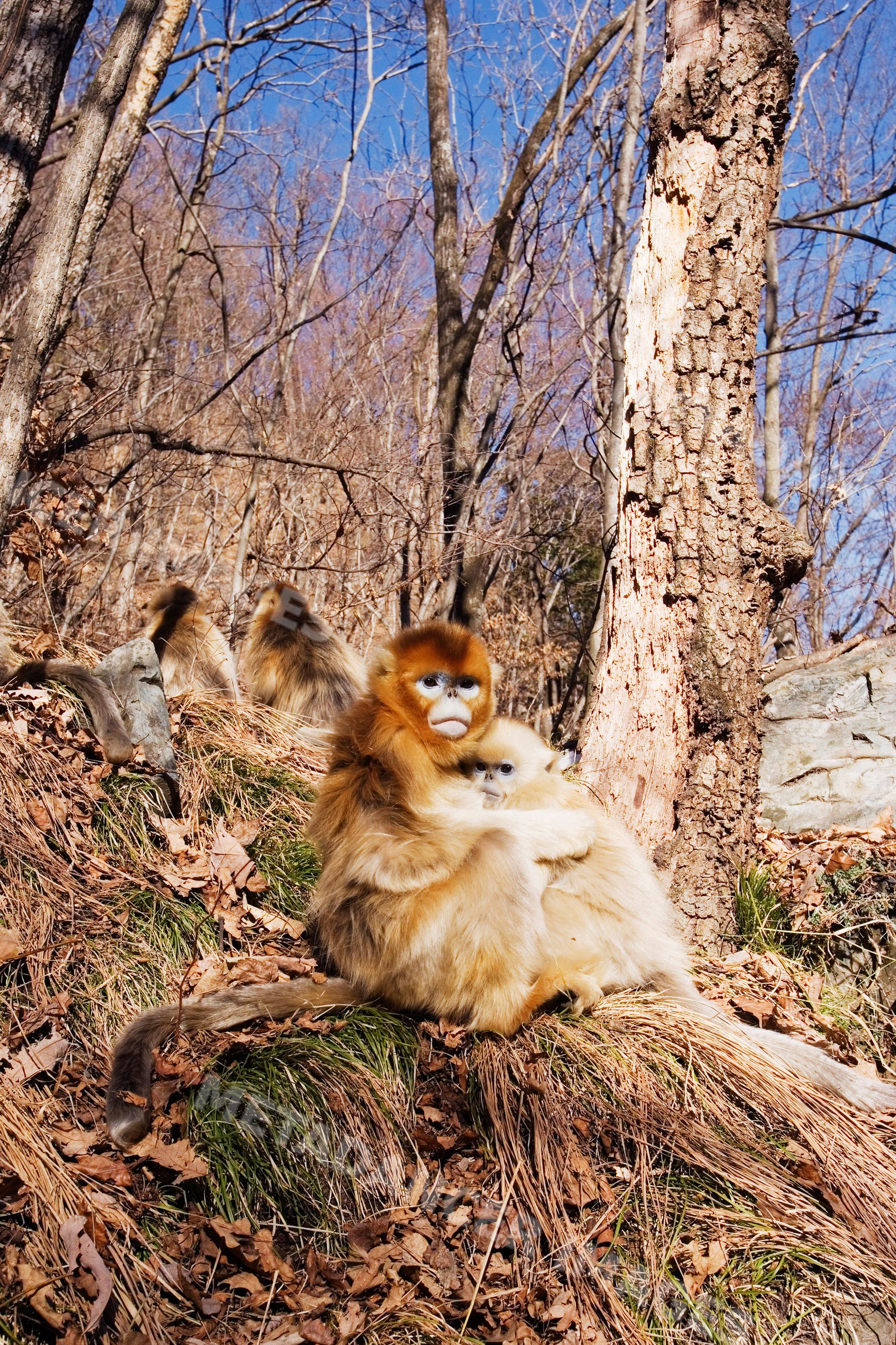 Family of golden monkeys forest, shaanxi province