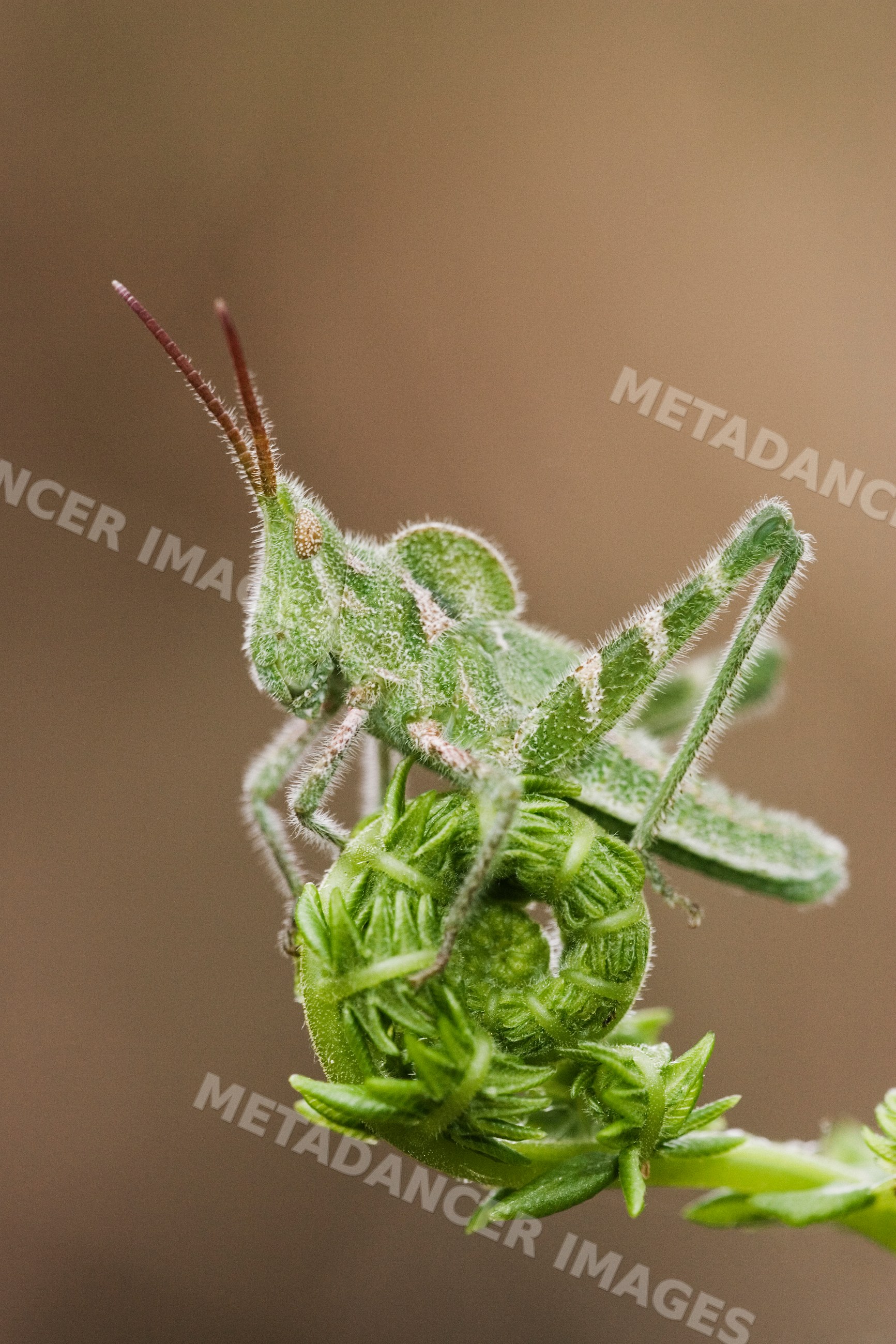 Grasshopper perched on fiddlehead fern coil in Texas outdoors