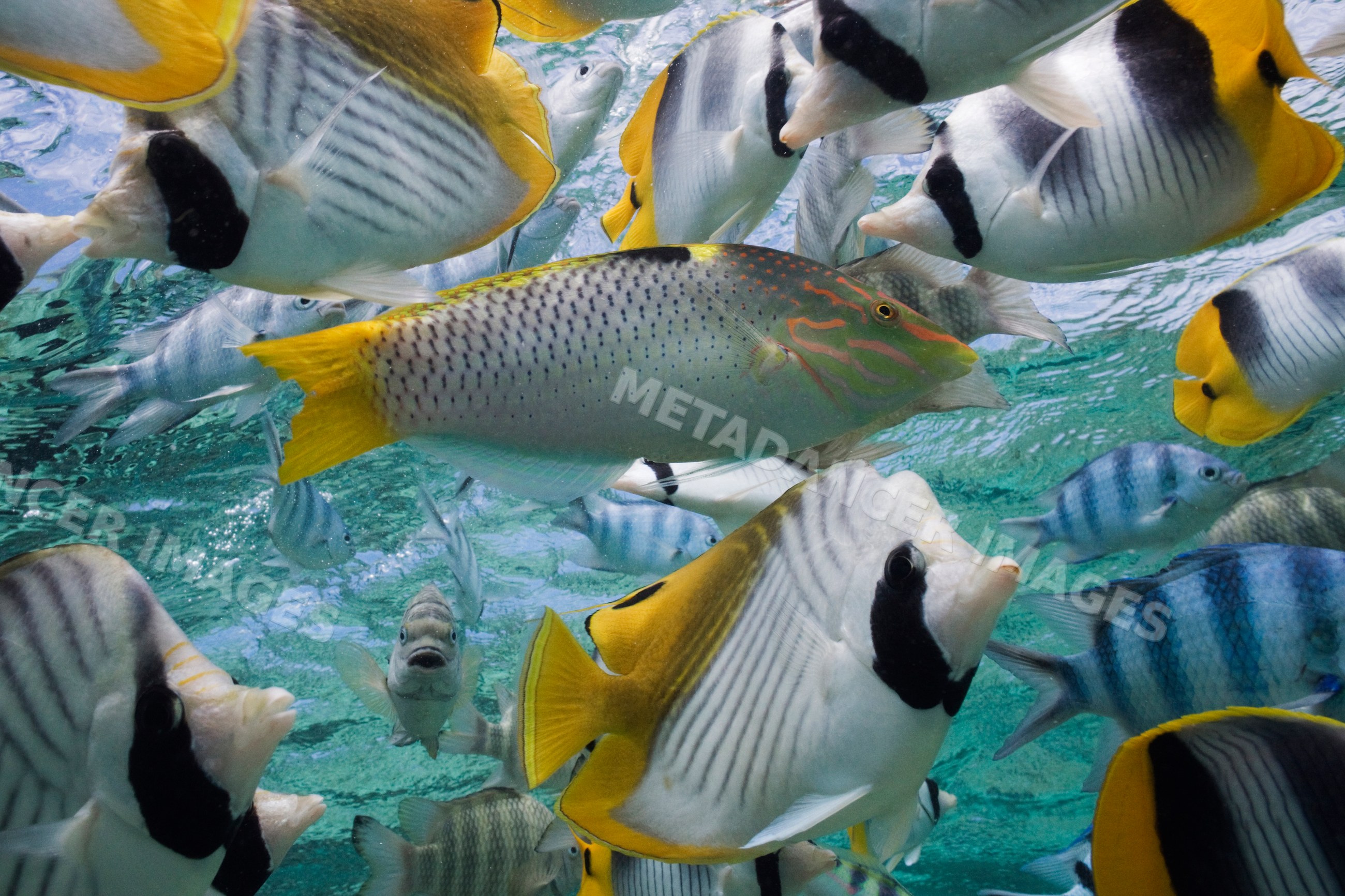 Colorful tropical reef fish swimming underwater near tahiti