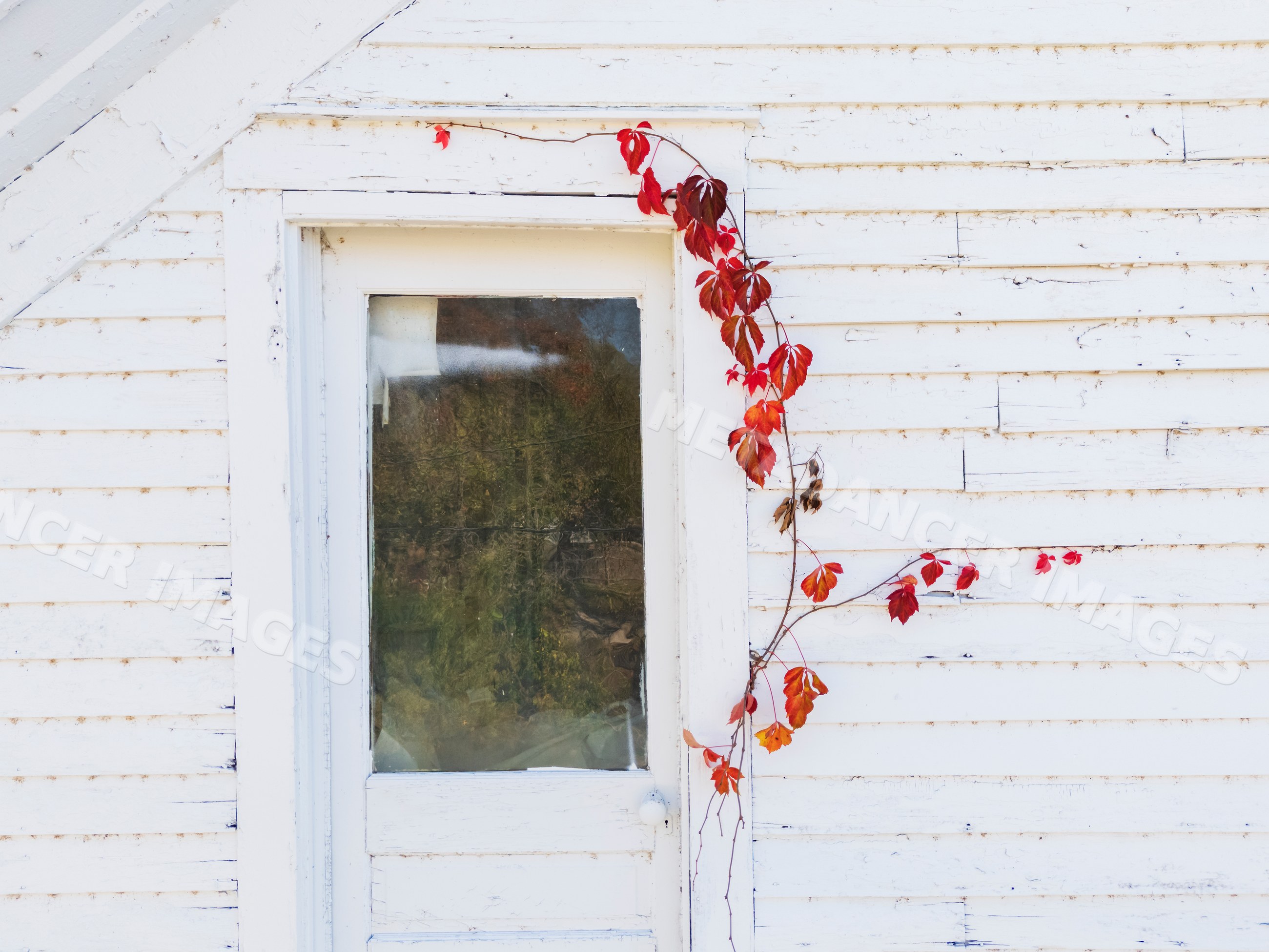 White Door with virginia creeper on weathered wall in newburg missouri
