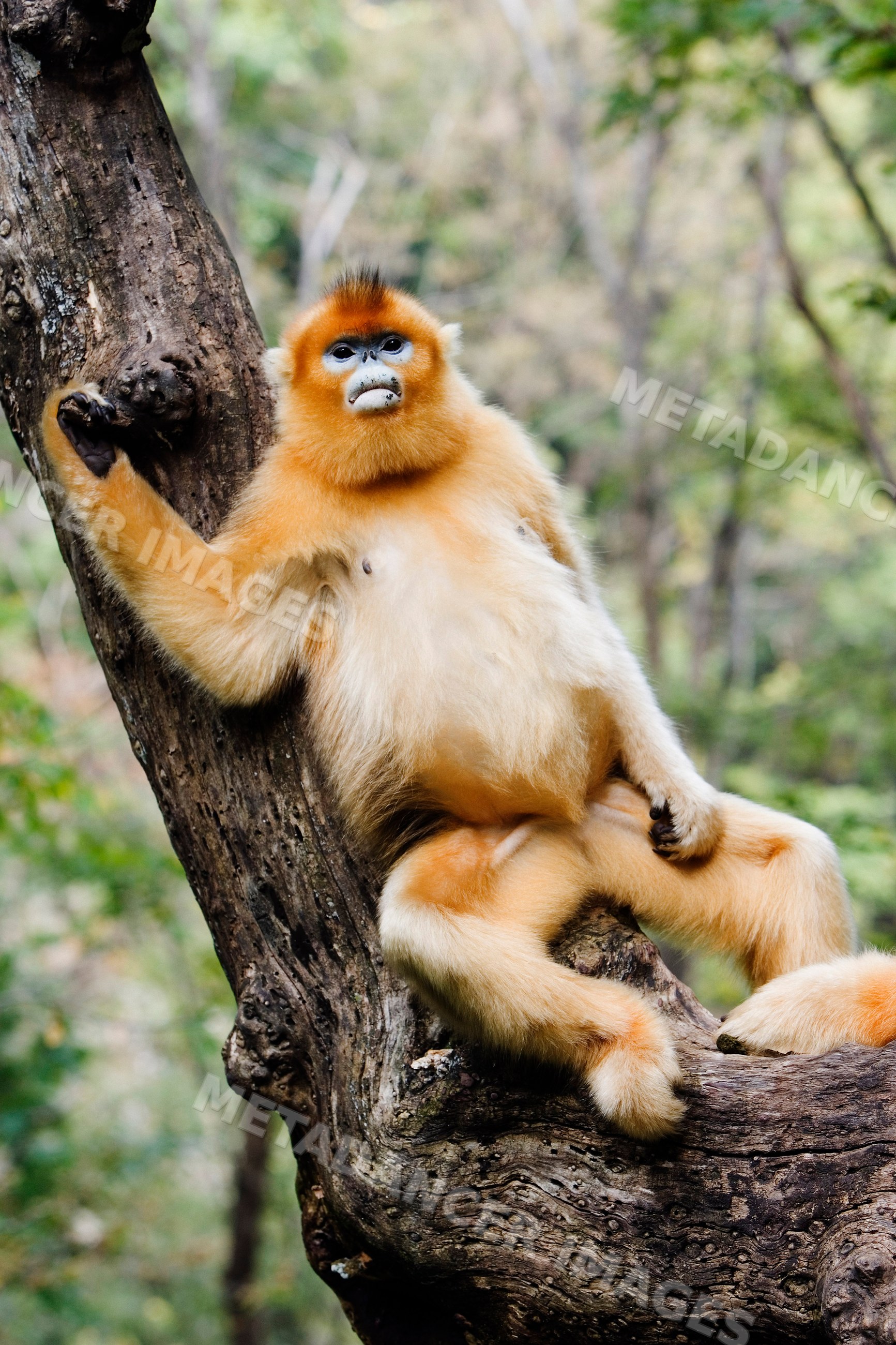 Golden monkey sitting on tree branch china