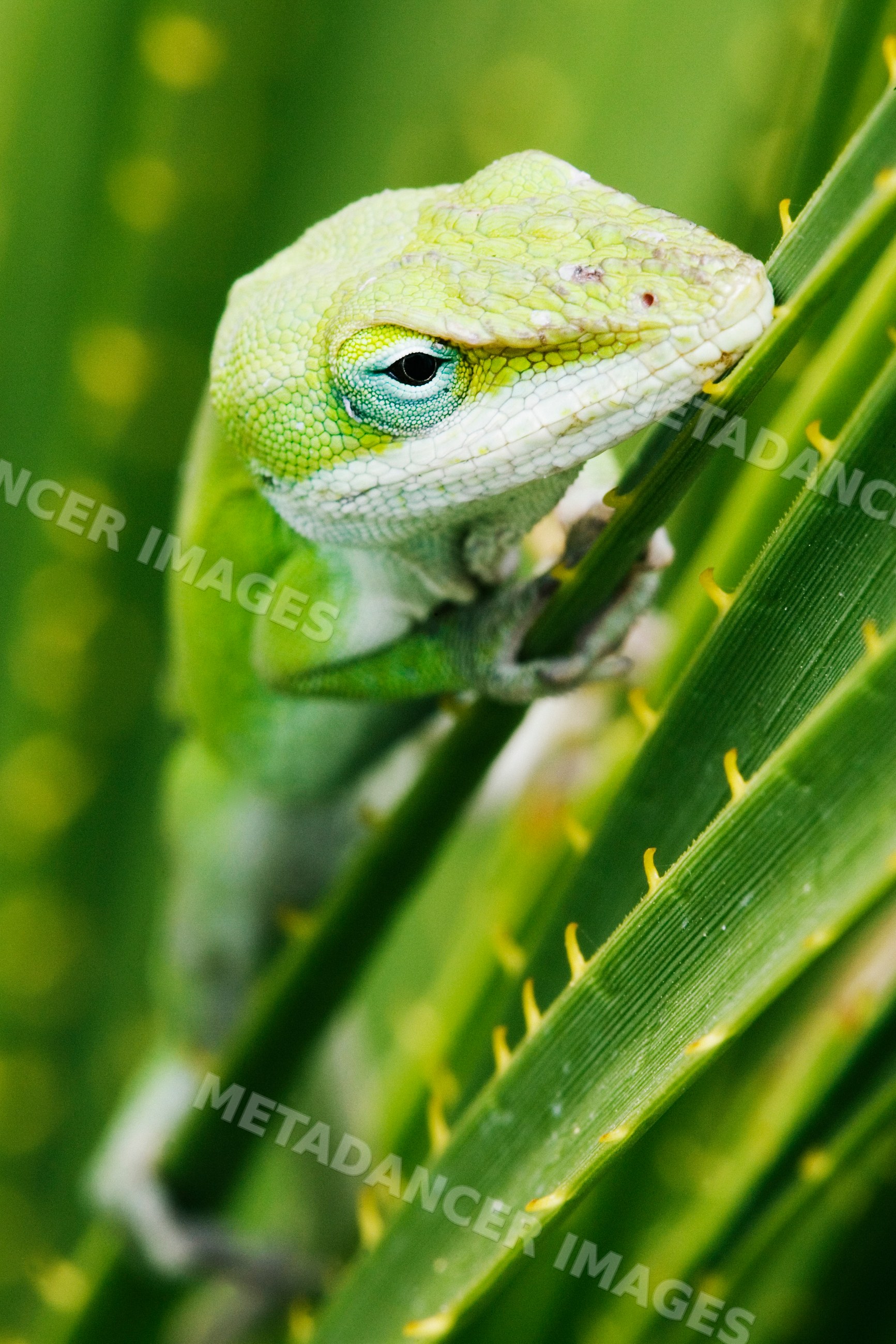 Green anole lizard on leaf in Texas natural habitat