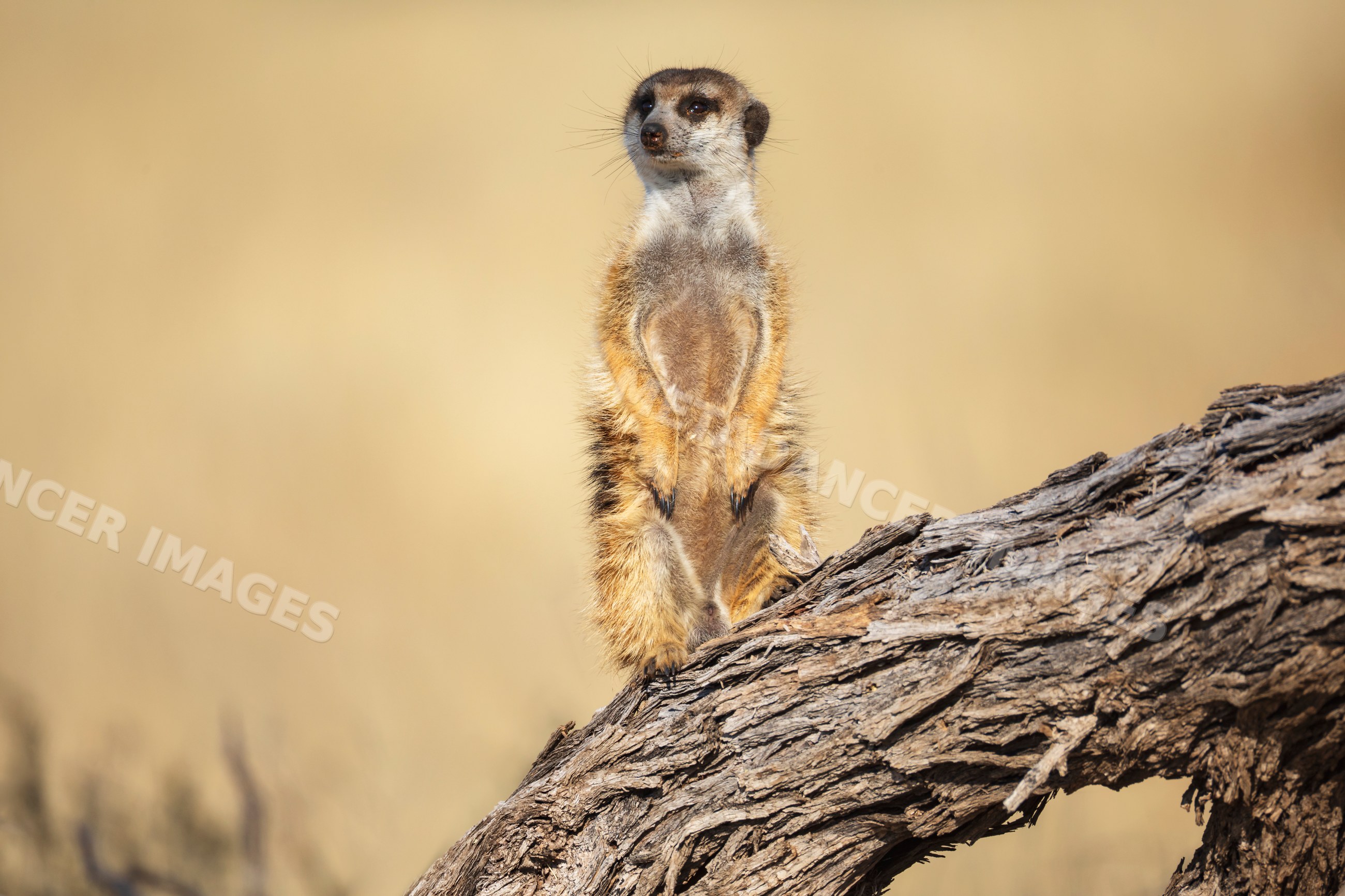 Meerkat sentry standing on Camelthorn log