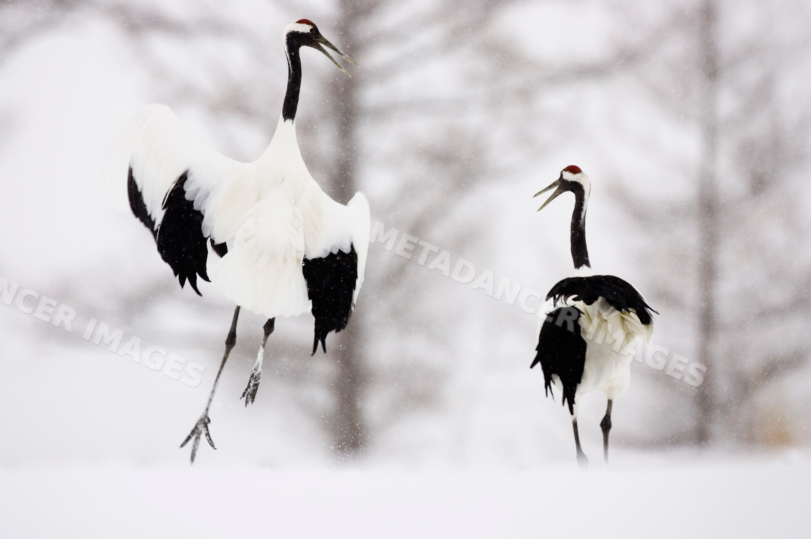 Red crowned cranes interacting in snowy hokkaido, japan