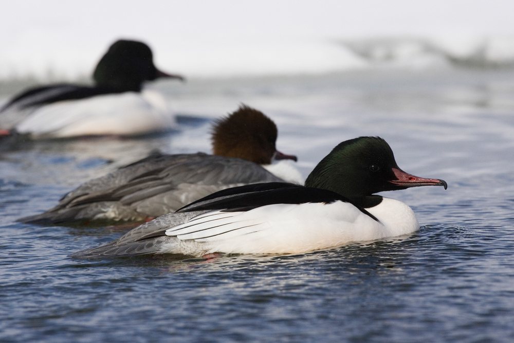 Mergansers swimming on lake kussharo Japan