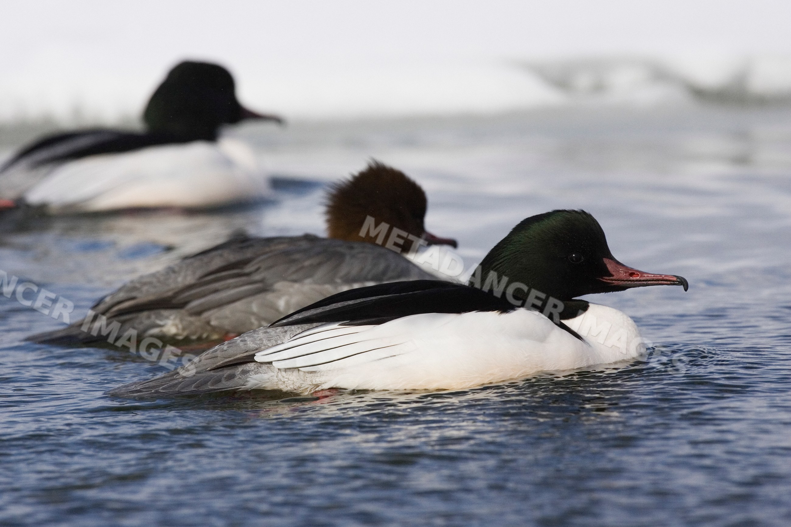 Mergansers swimming on lake kussharo Japan