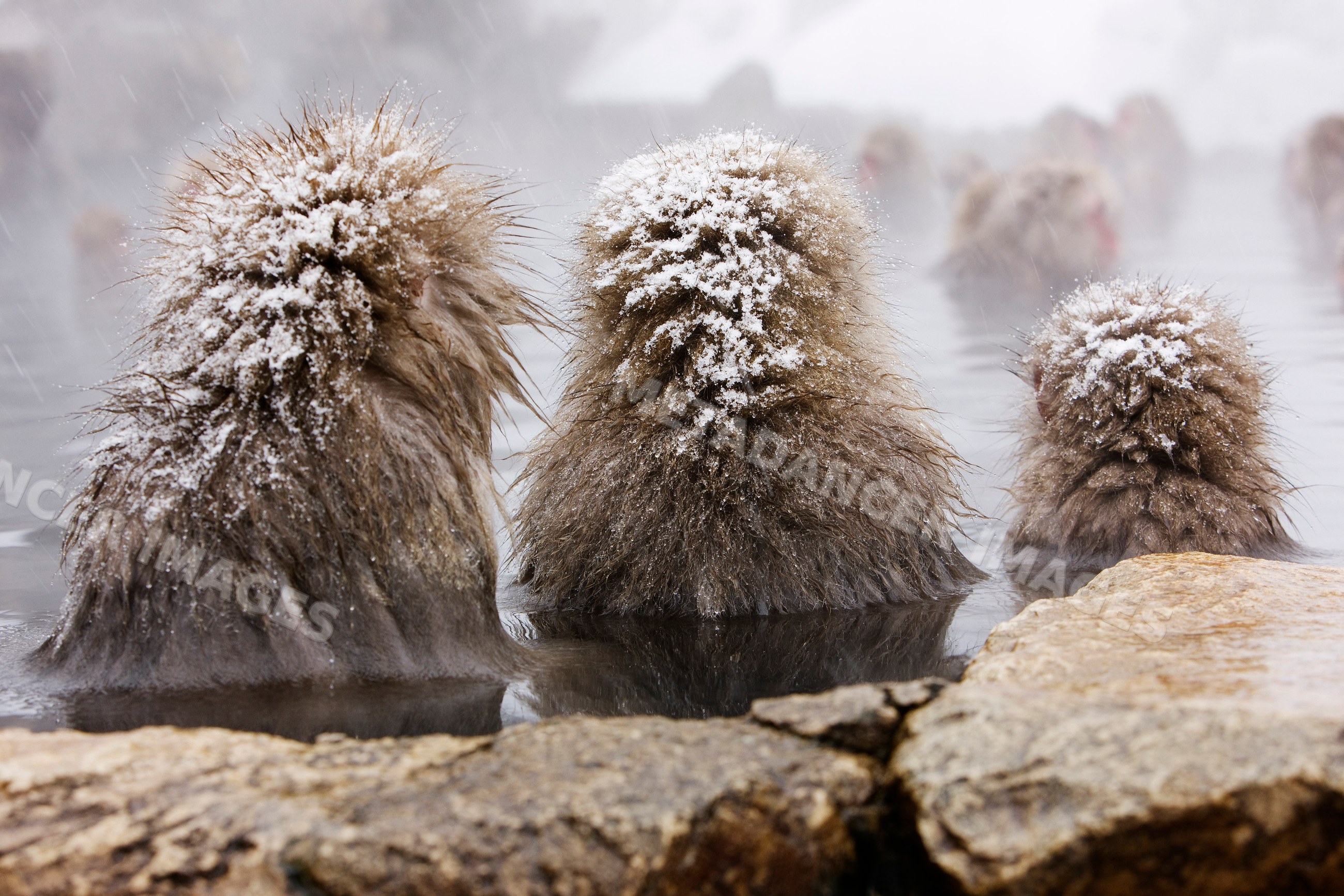 Japanese macaques bathing in snow-covered hot spring
