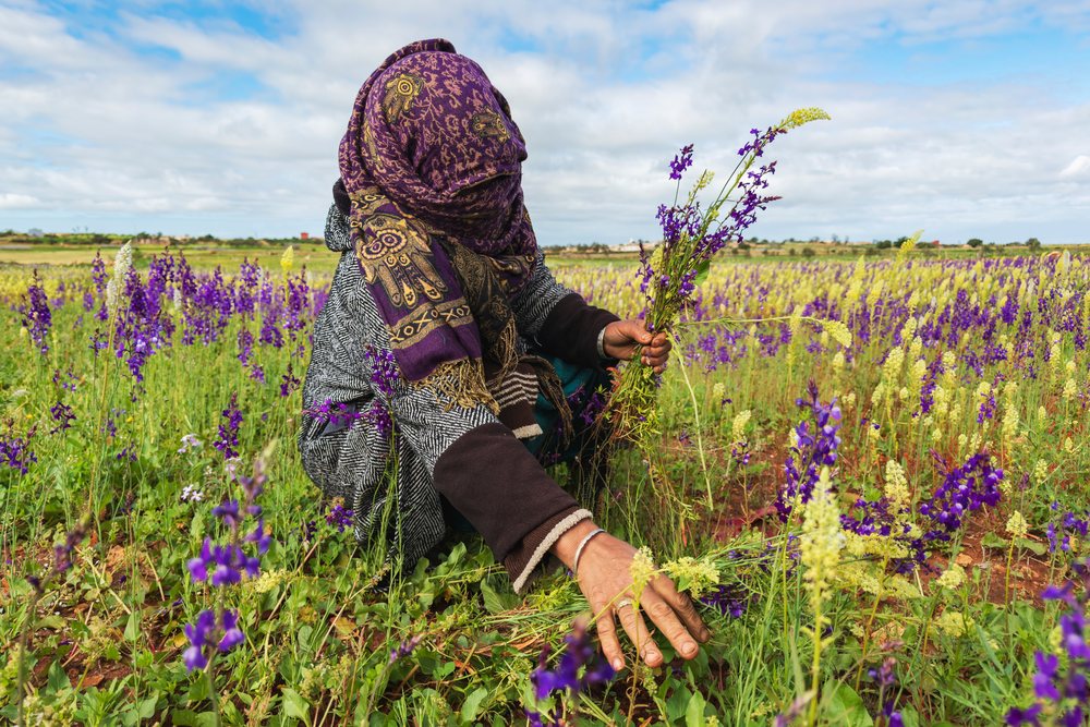 Woman picking wildflowers in a field in oulad m'rah, Morocco