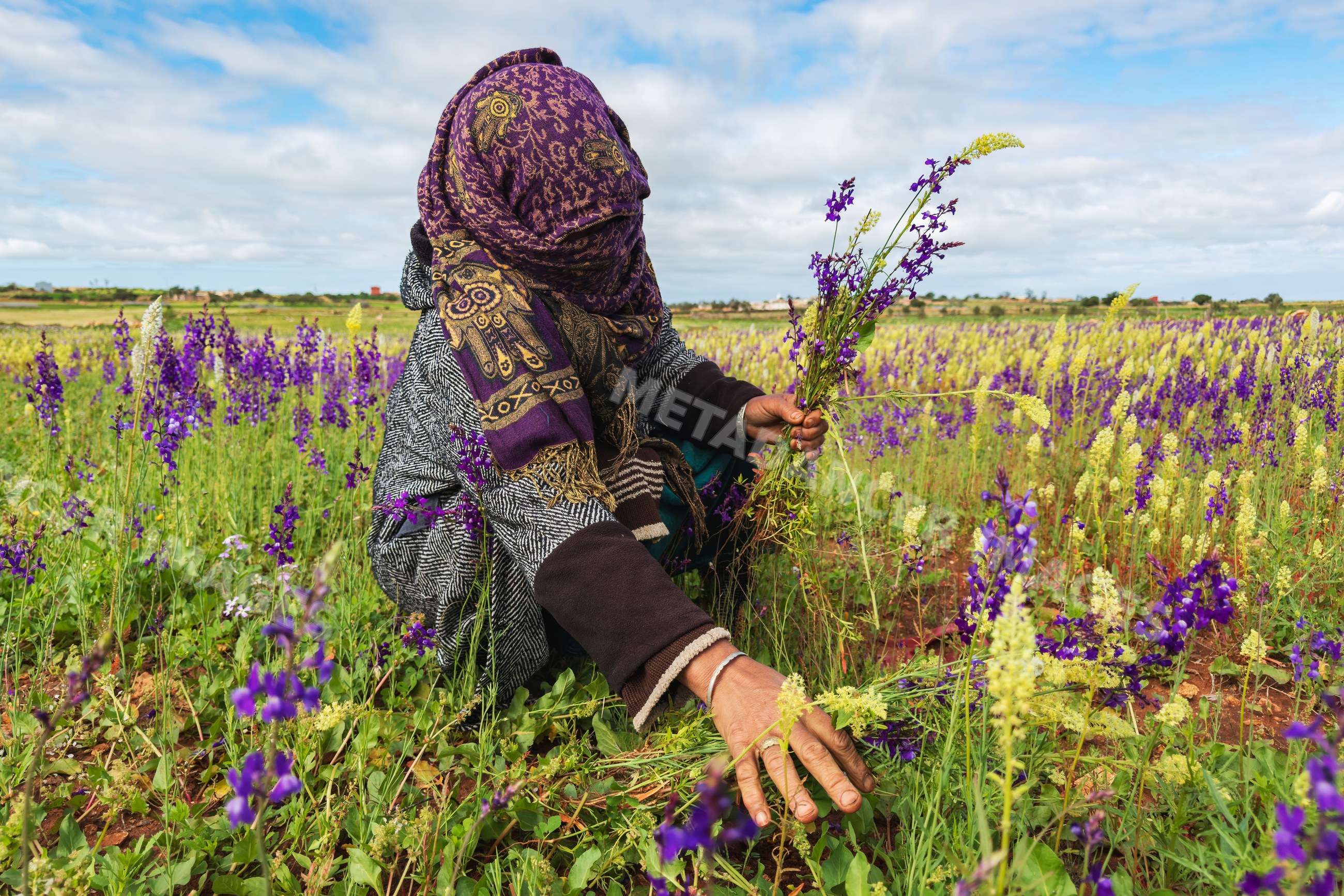 Woman picking wildflowers in a field in oulad m'rah, Morocco
