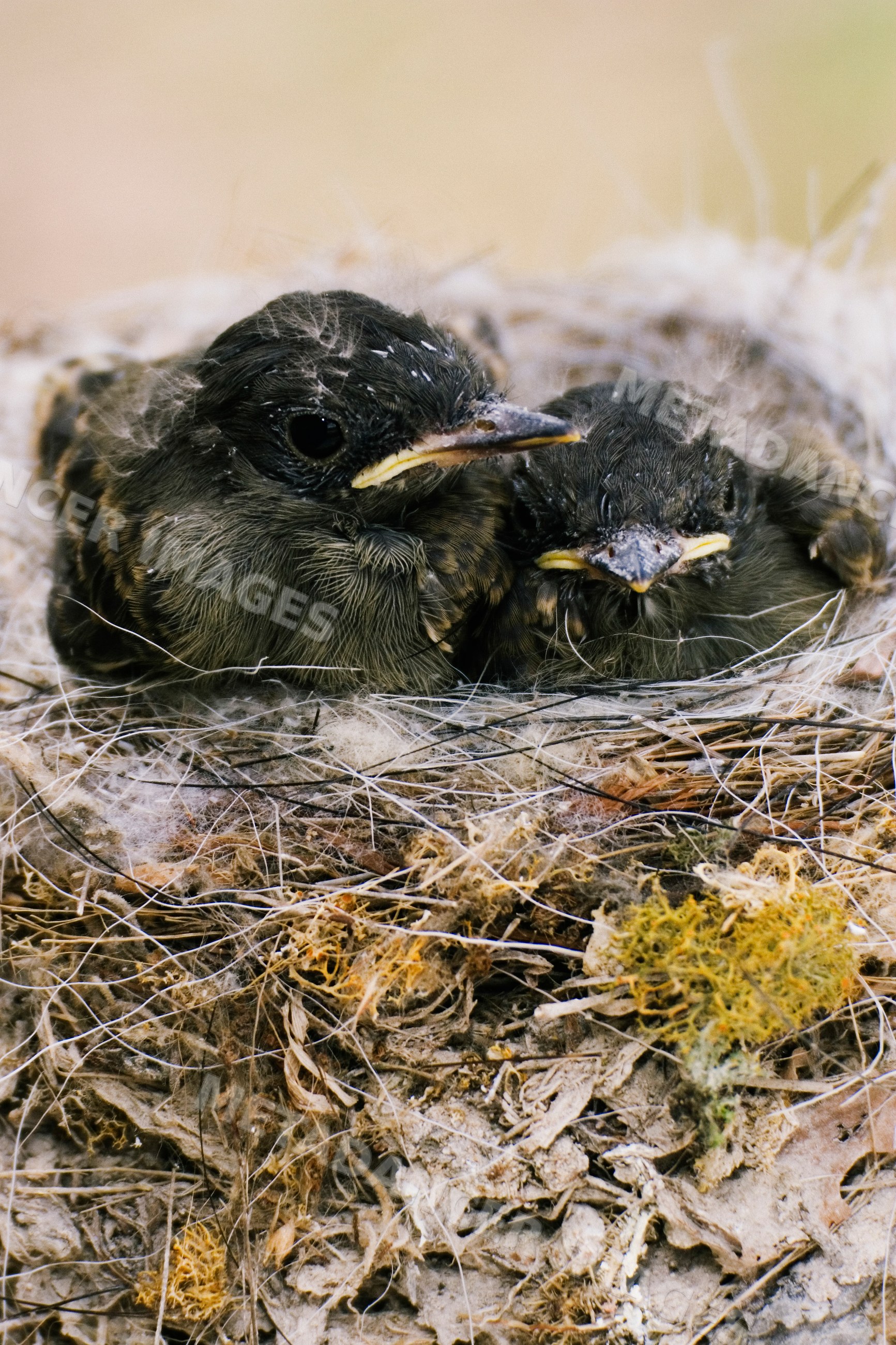 Eastern phoebe chicks resting