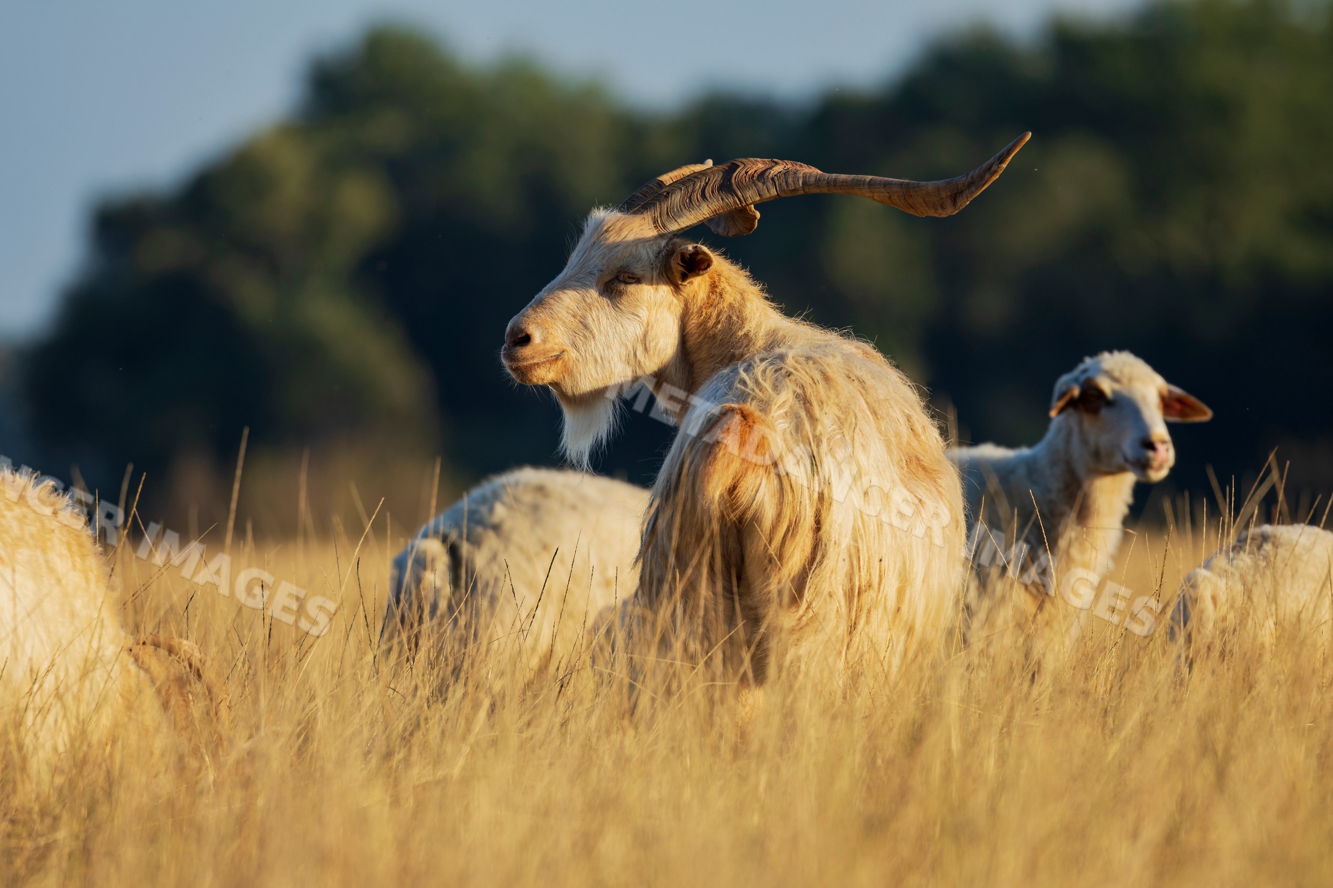 Georgian Tushuri Ram standing