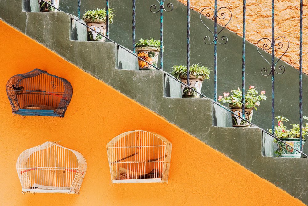 Birdcages and potted flowering plants decorate a colorful exterior