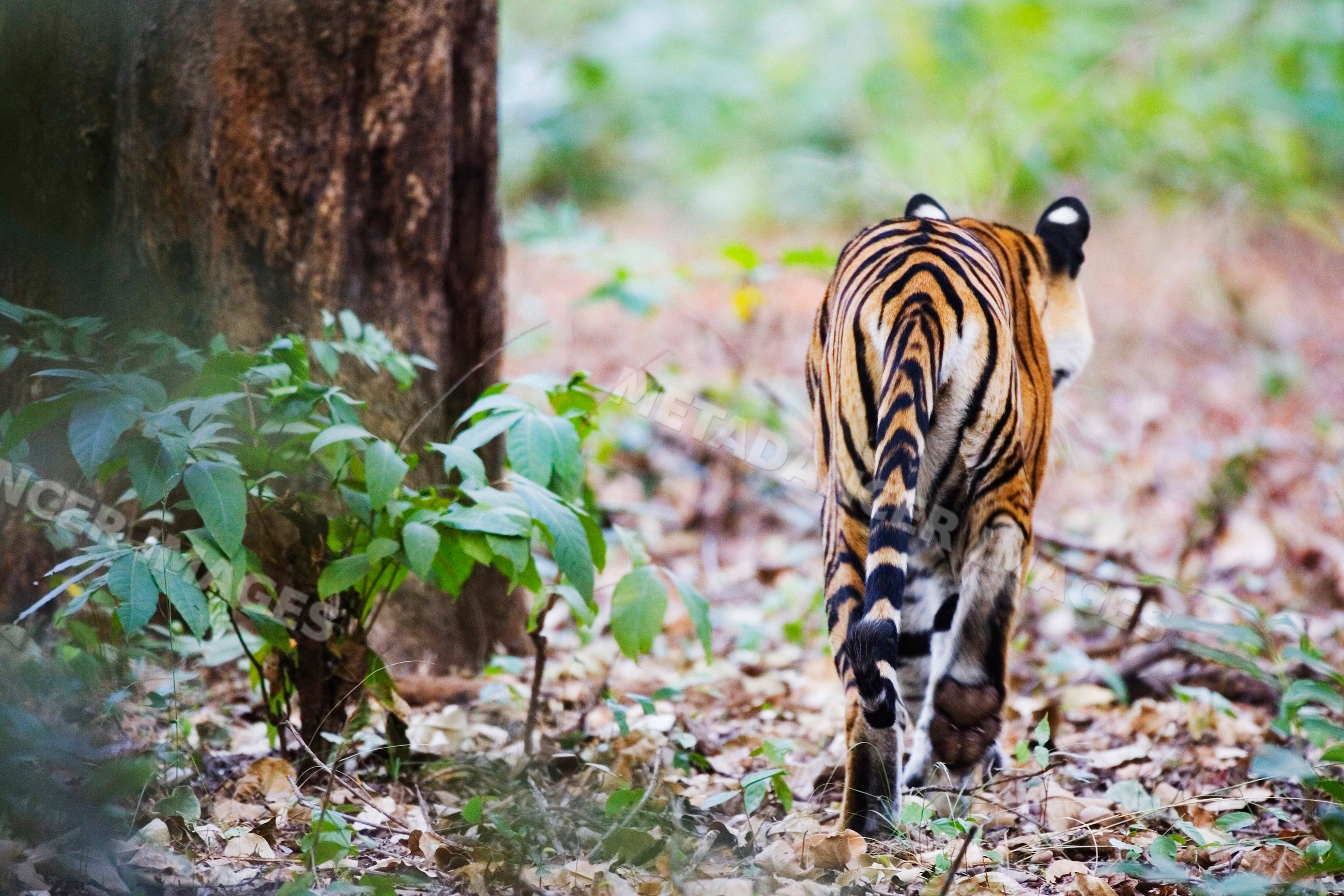 Tiger walking through forest floor with leaves and greenery