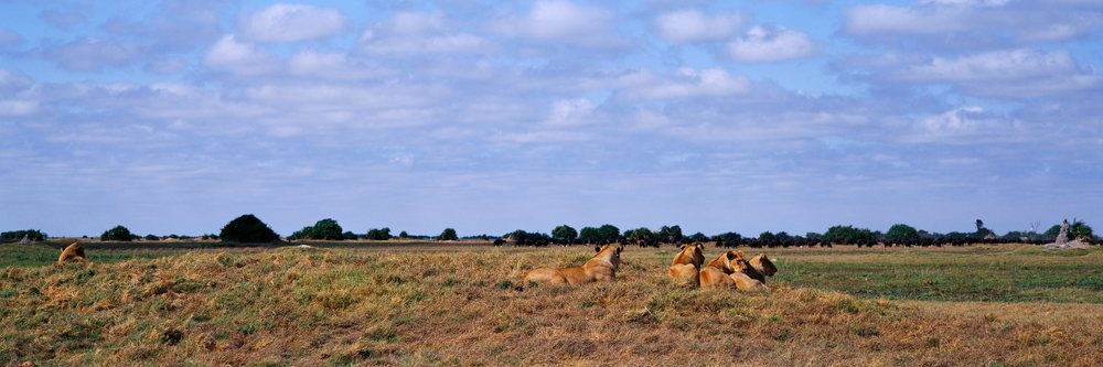 Pride of lions resting on savanna africa