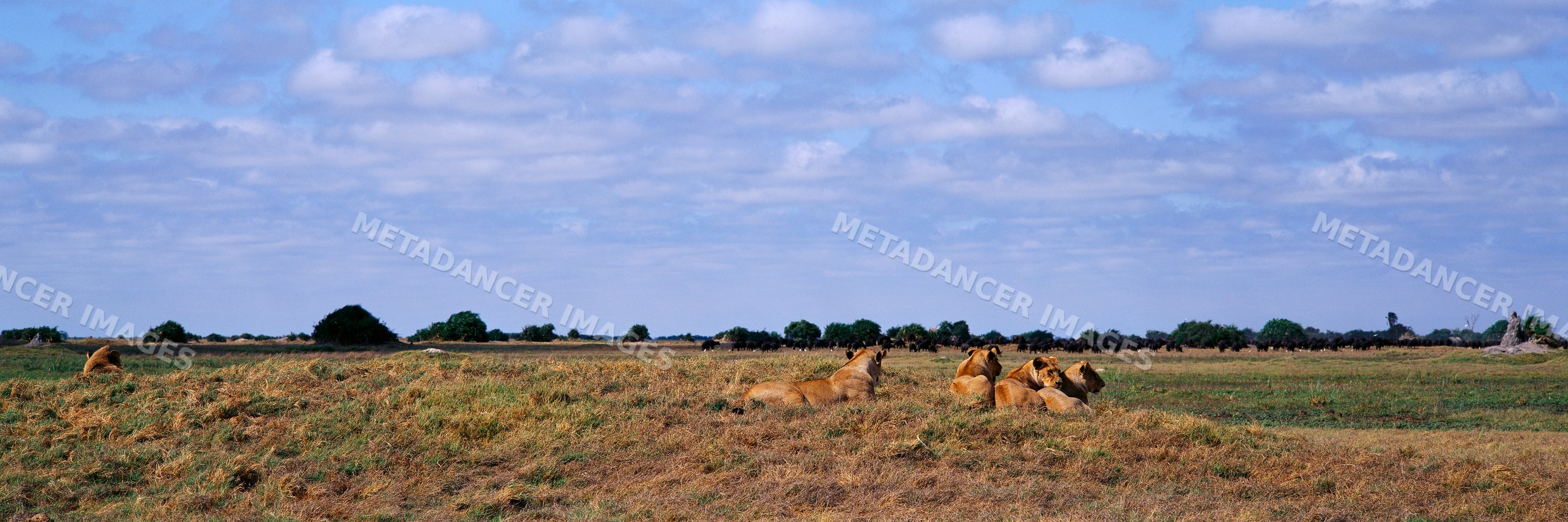 Pride of lions resting on savanna africa
