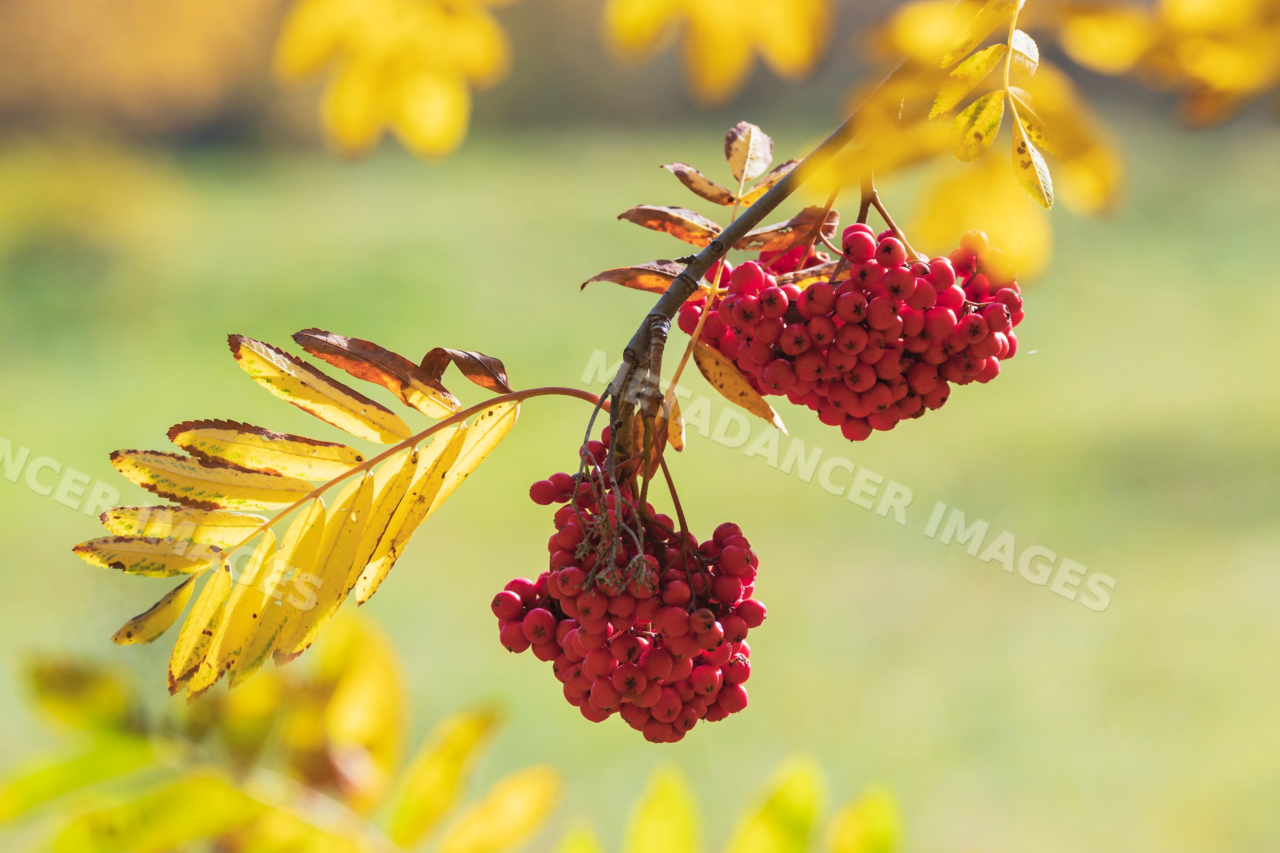 Rowan tree clusters of red berries with yellow leaves