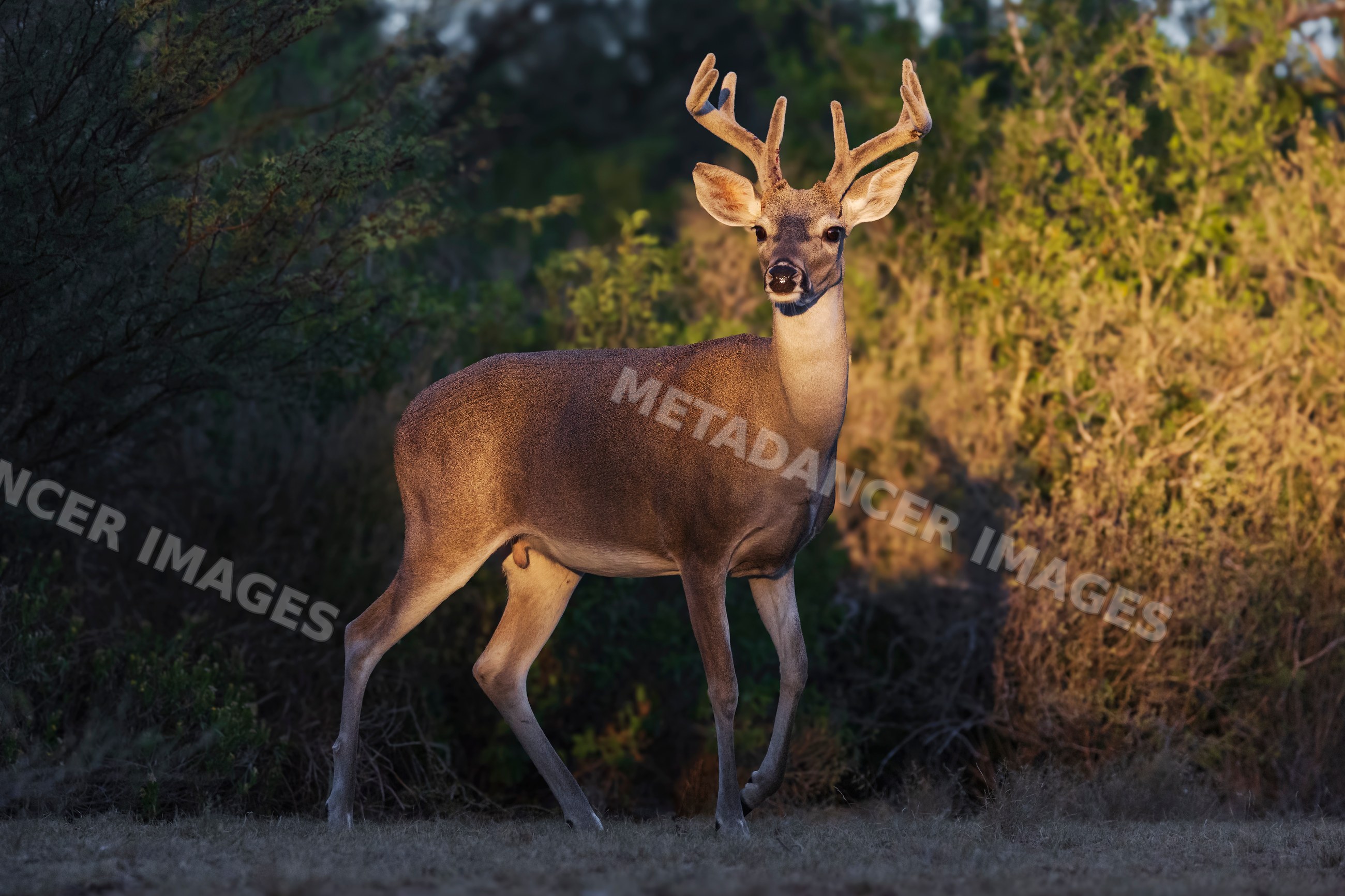 Deer buck with antlers at santa clara Ranch