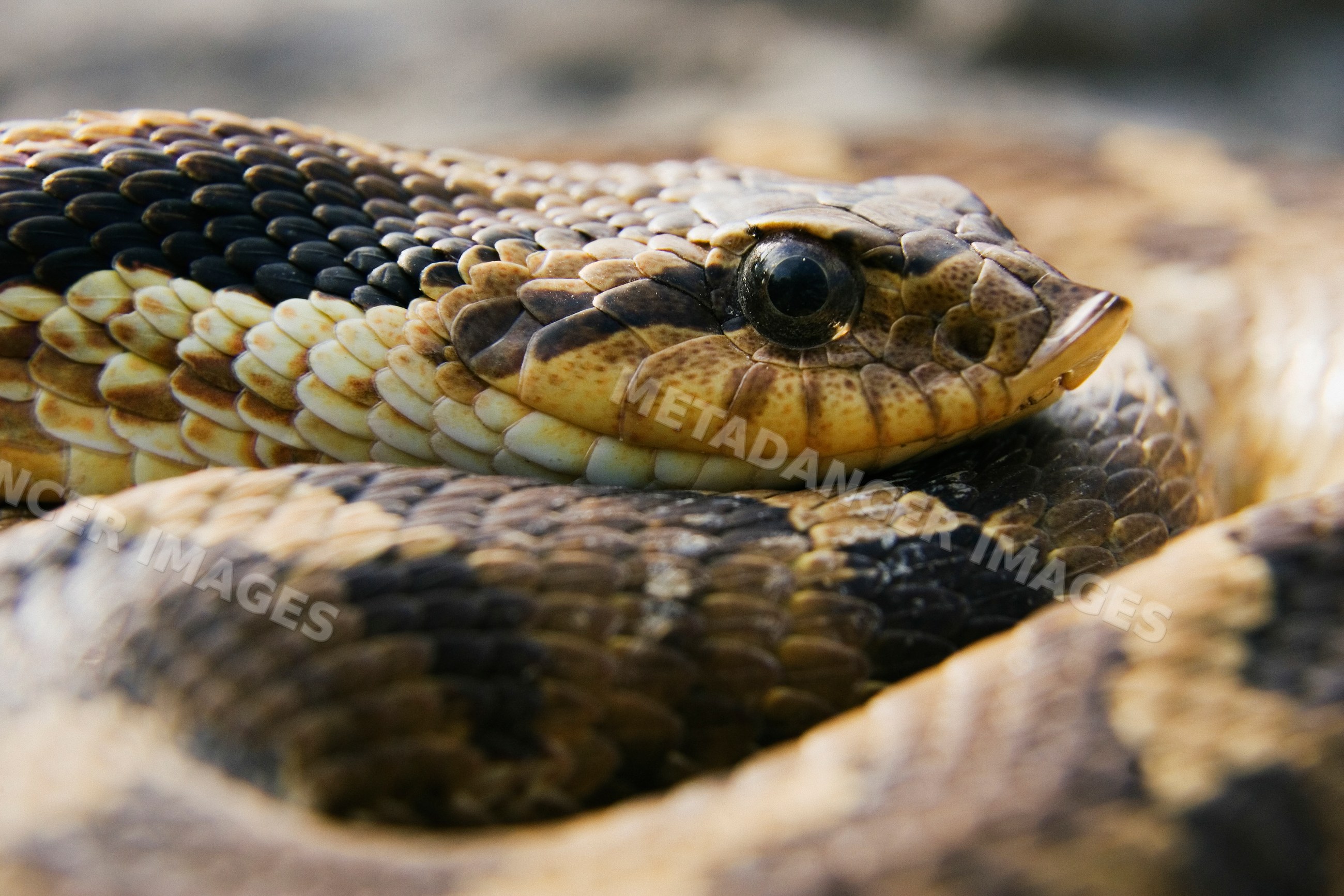 Coiled hognosed snake in natural Texas wildlife setting
