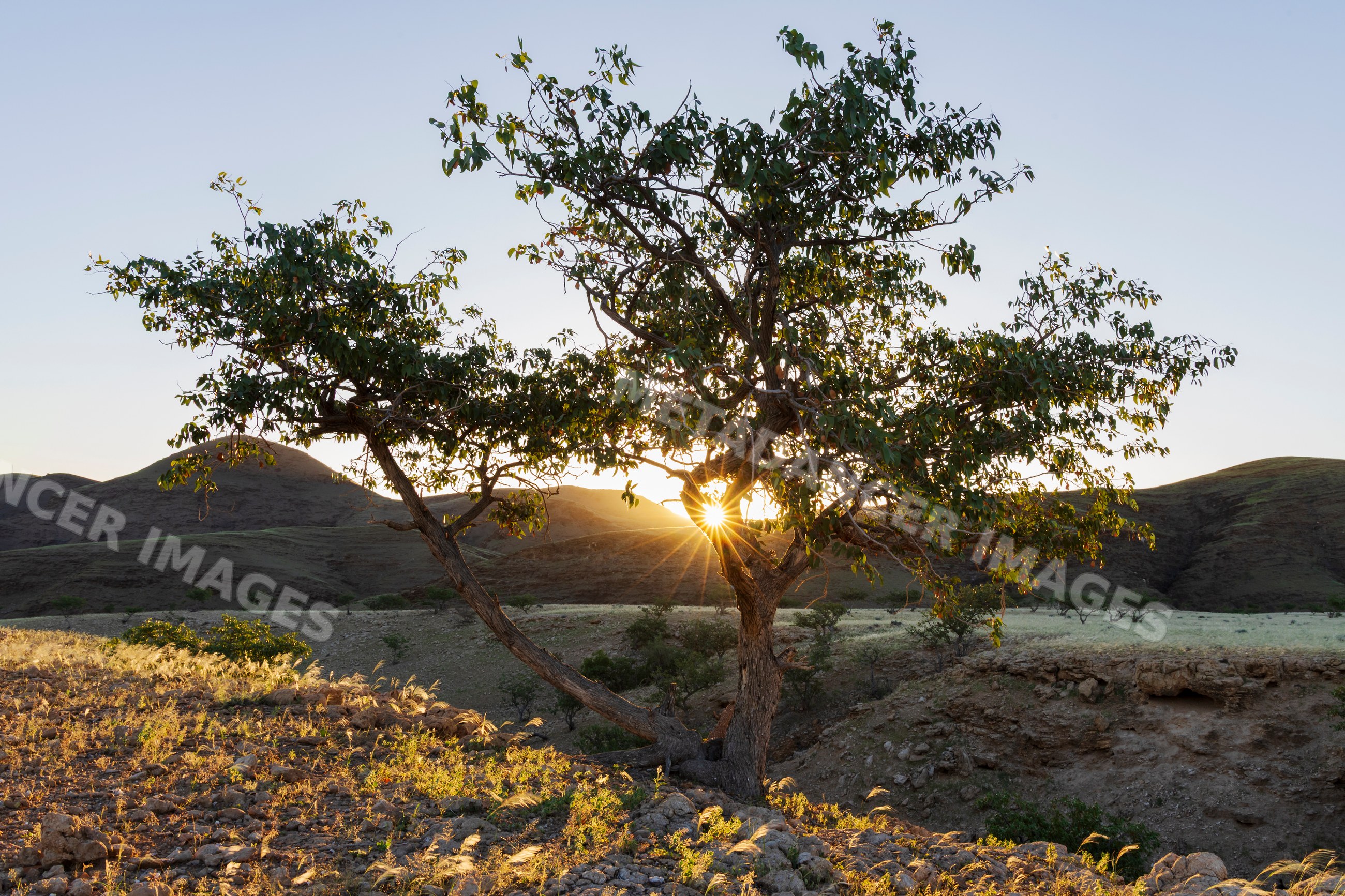 Mopane Tree and Silver Bushman Grass at Sunset in Namibia landscape