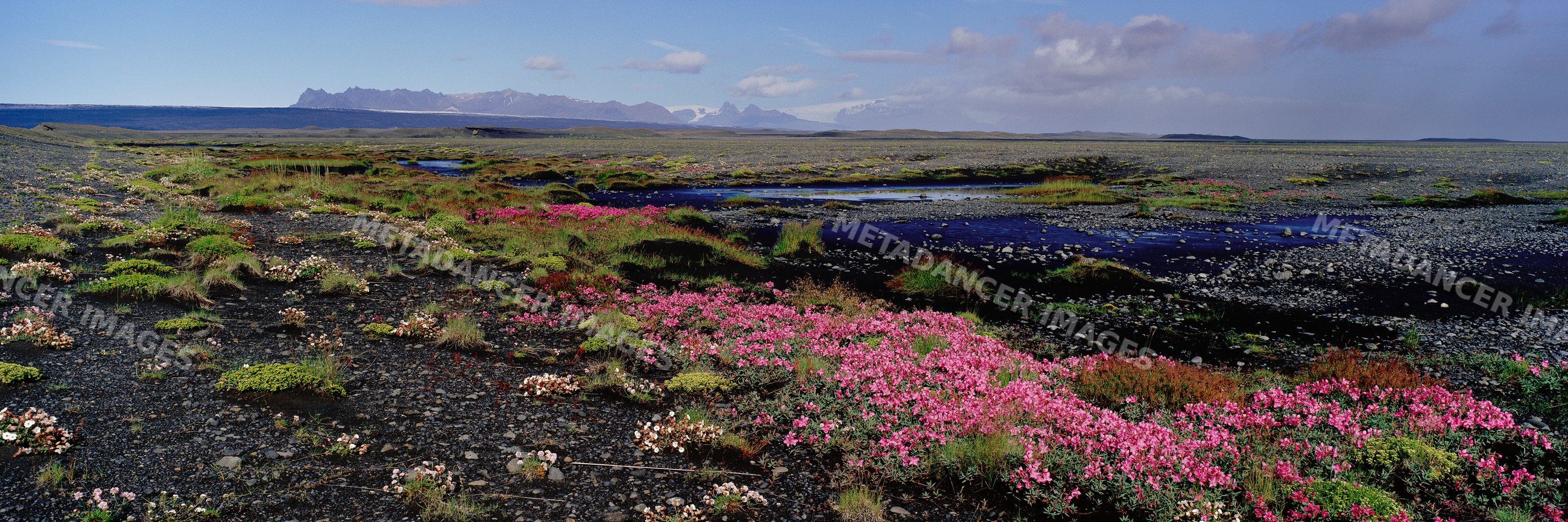 Landscape with blooming wildflowers