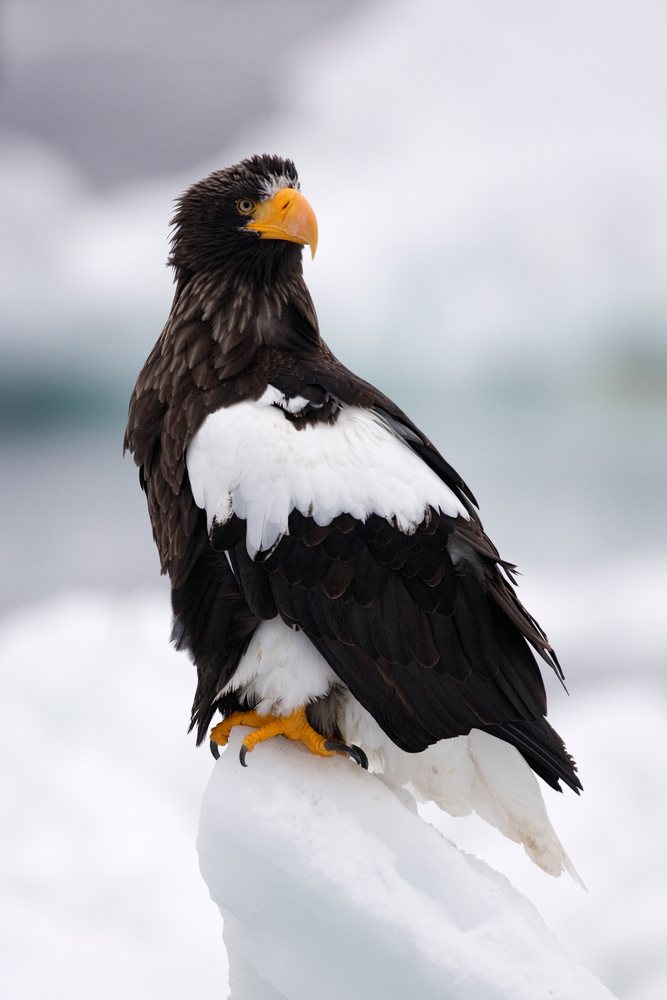 Steller's sea eagle perched on ice, japan