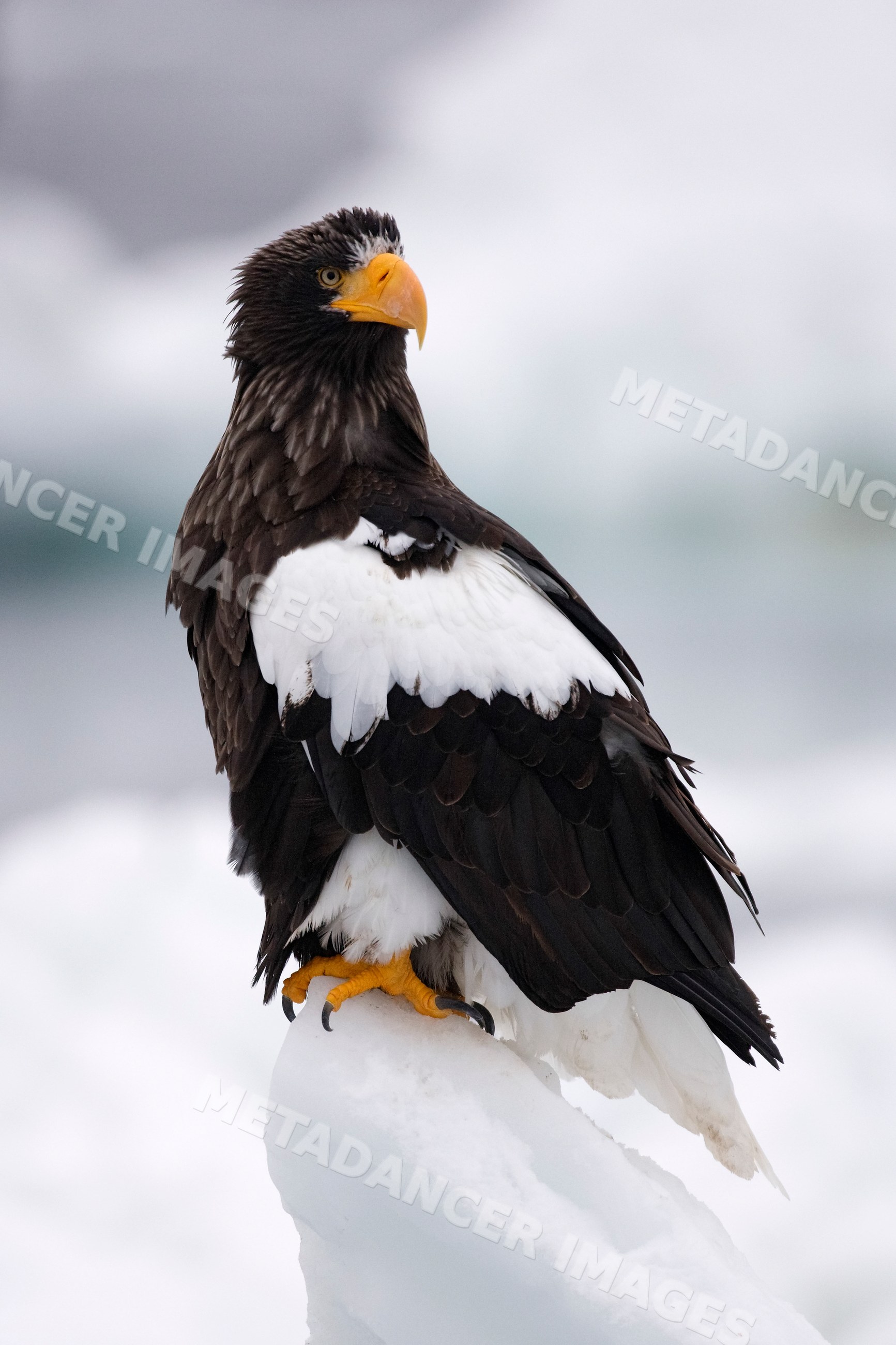 Steller's sea eagle perched on ice, japan
