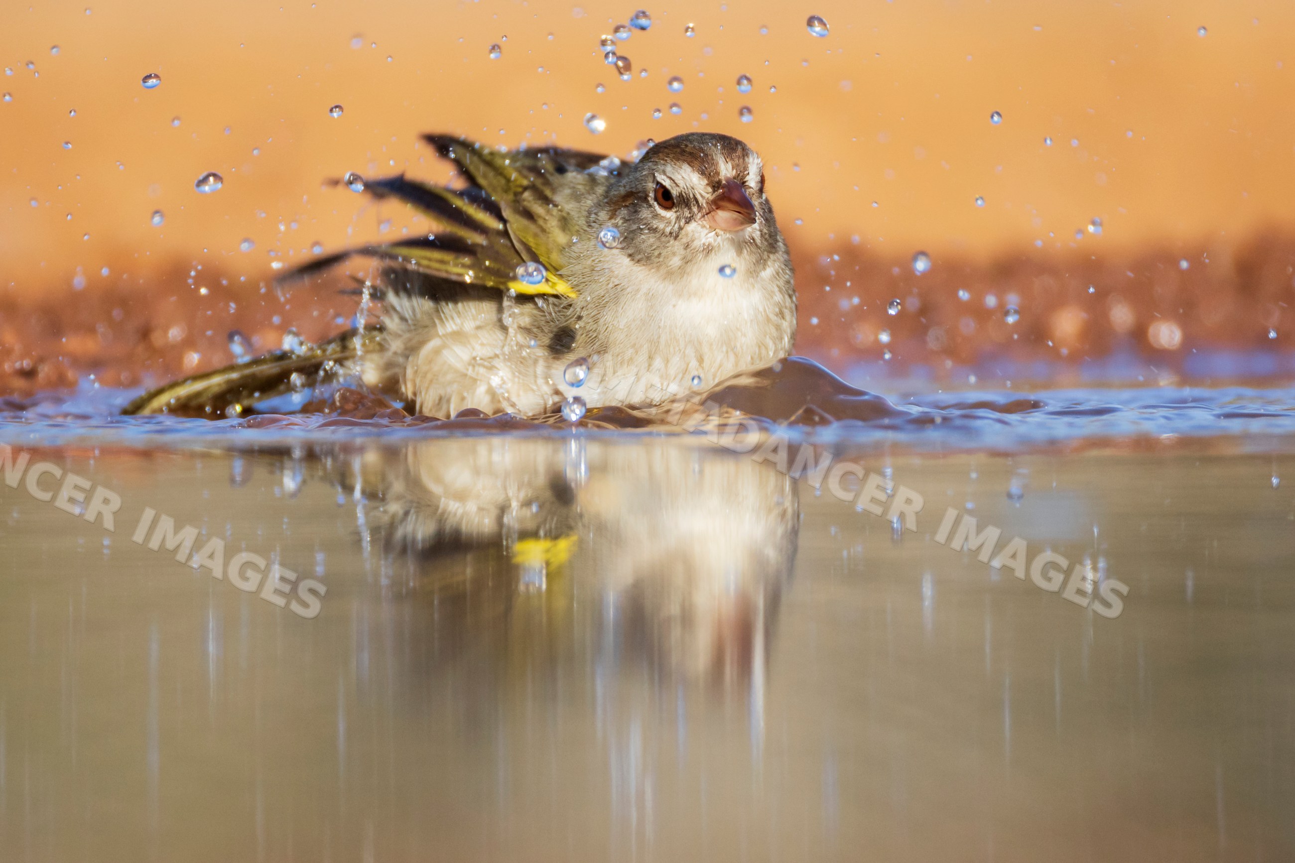 Olive sparrow bathing at santa clara ranch