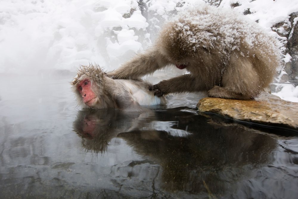 Japanese macaques grooming in snowy hot spring