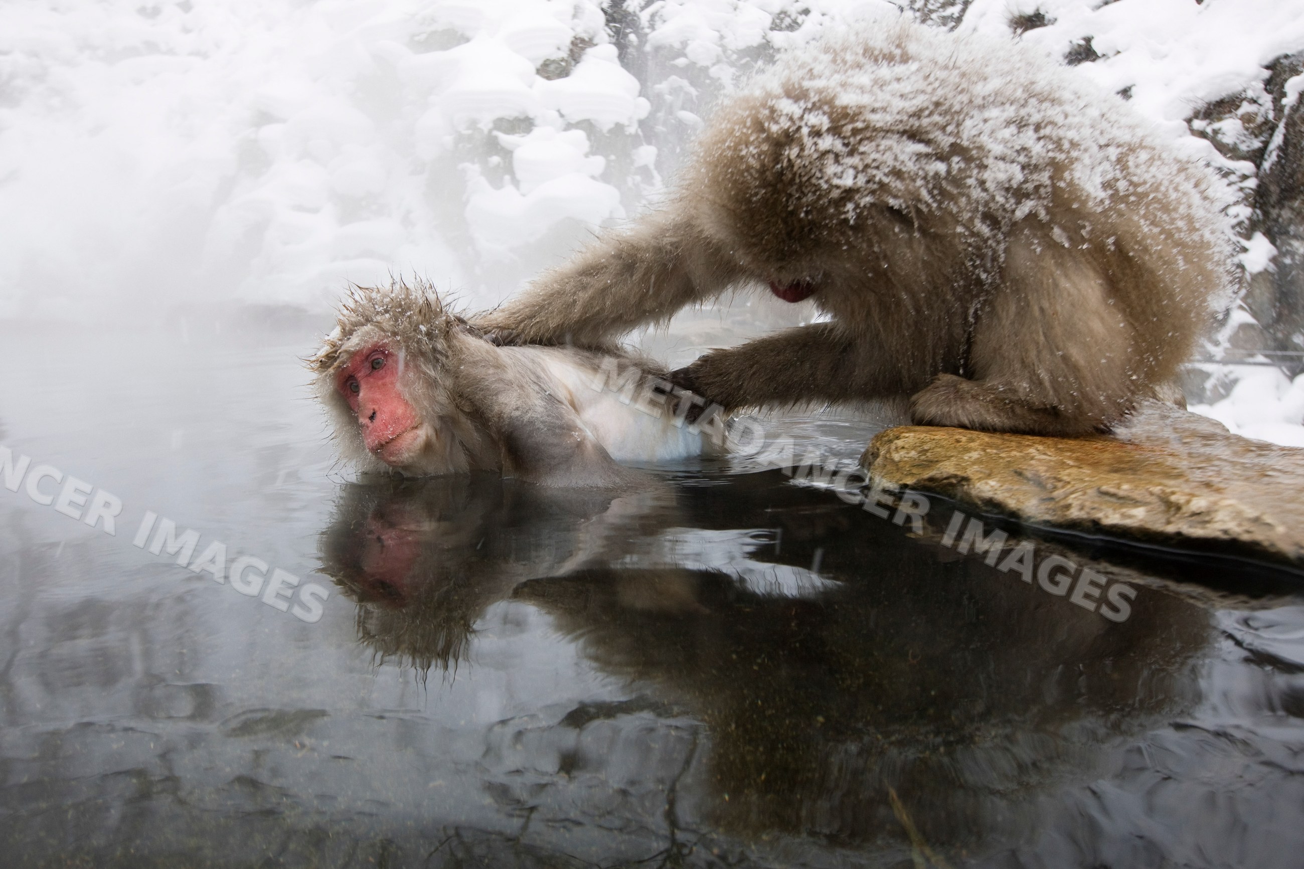 Japanese macaques grooming in snowy hot spring