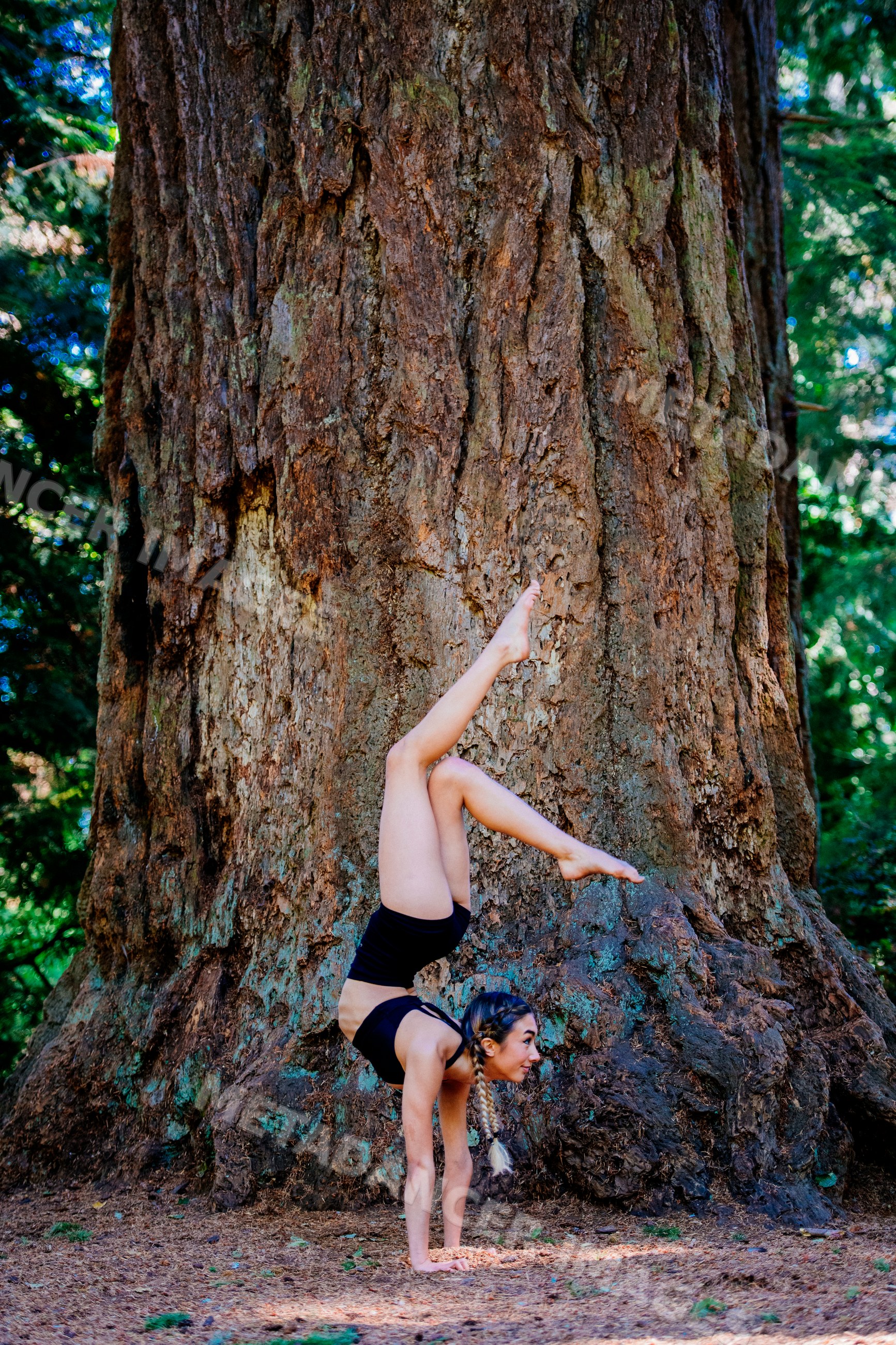Contortionist performing handstand by large tree trunk in forest