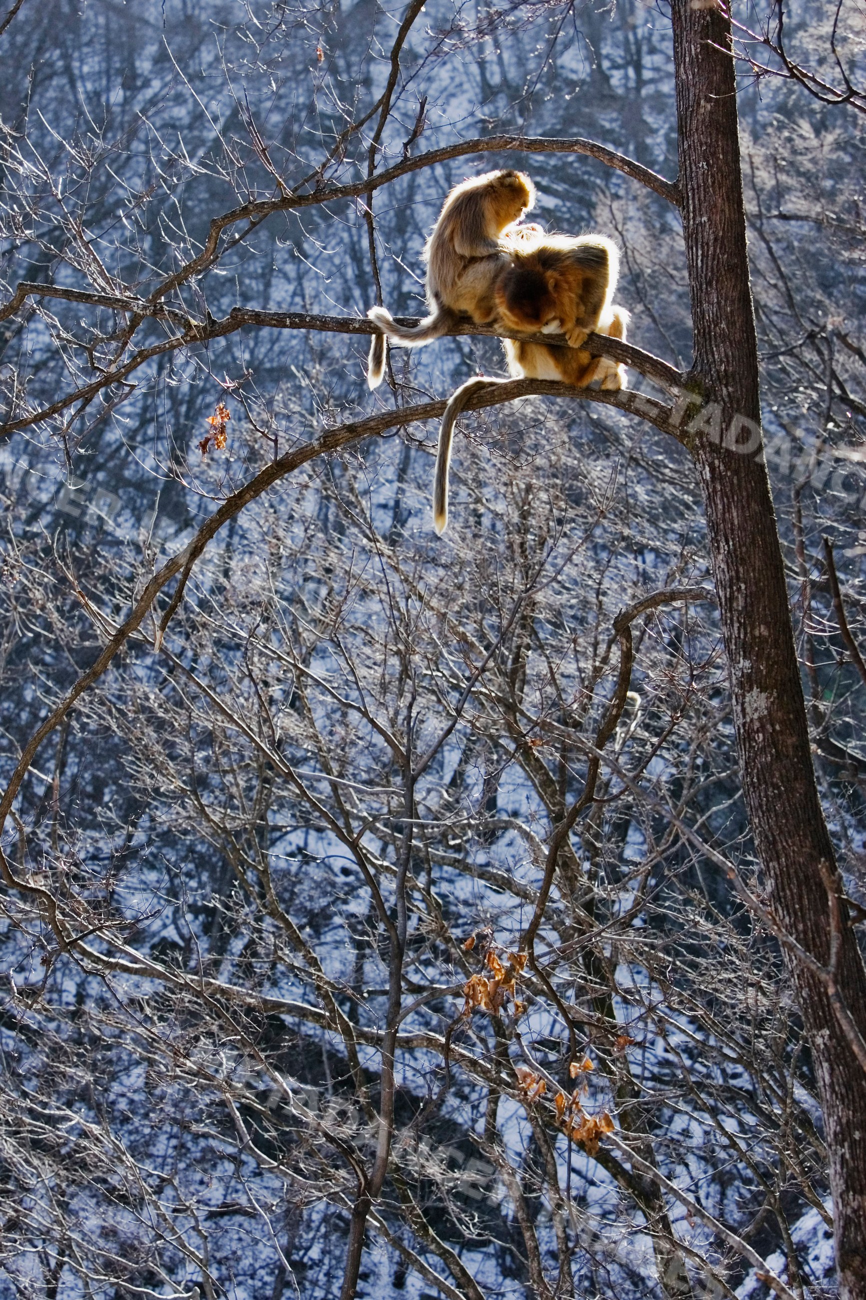 Golden monkeys grooming in a tree, china