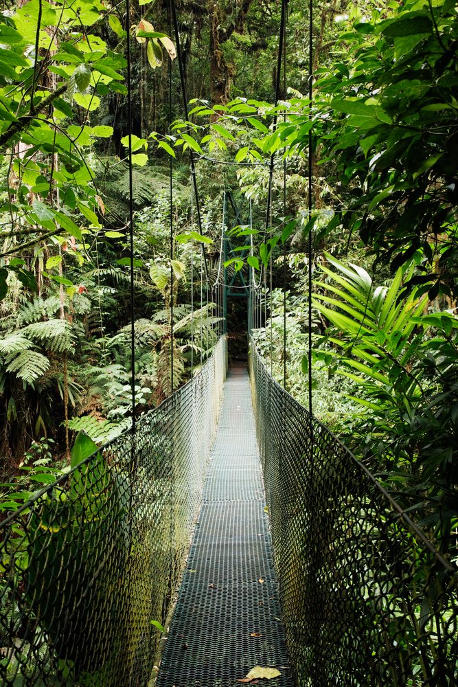 Suspension footbridge over dense rainforest costa rica