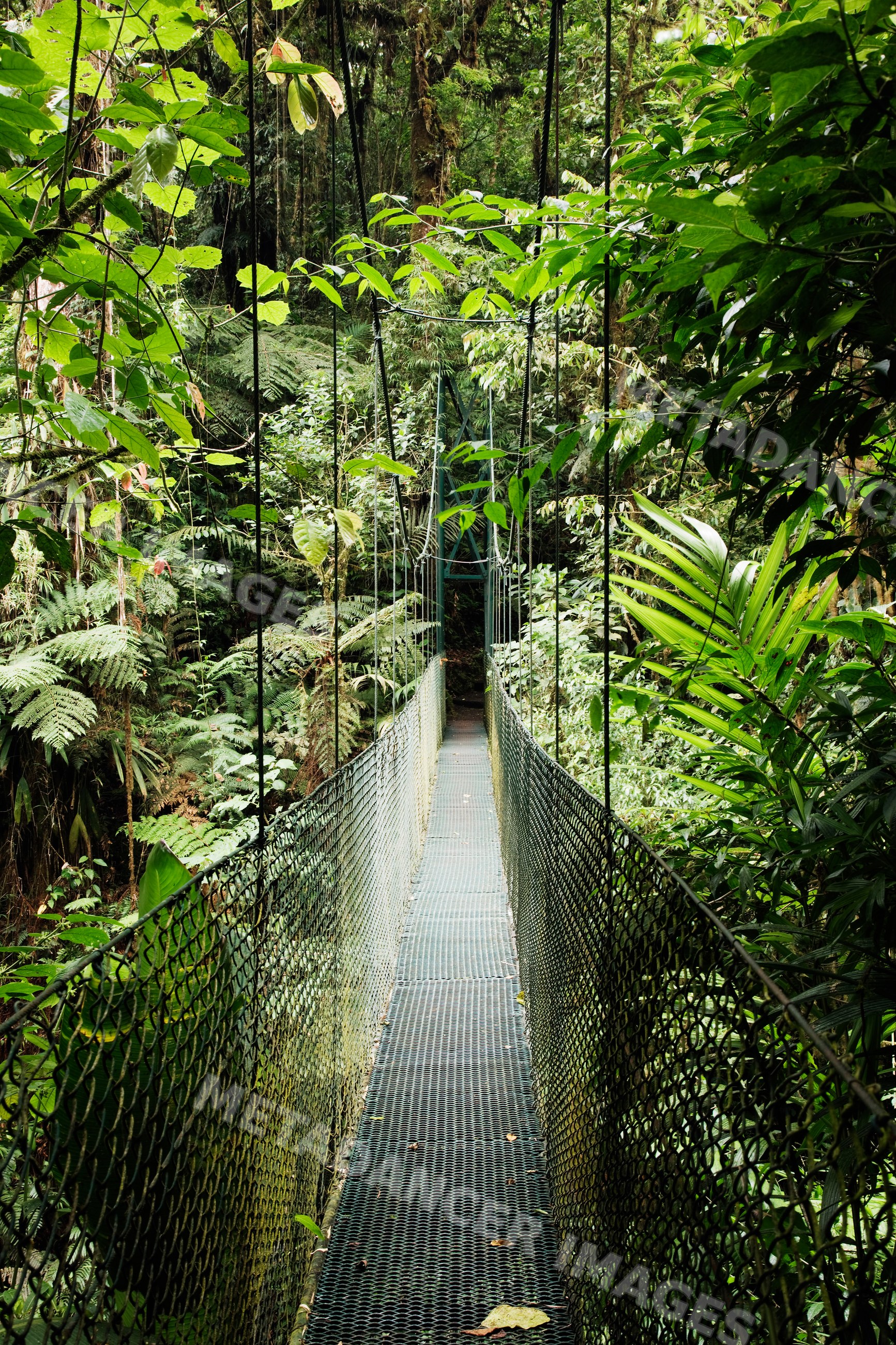 Suspension footbridge over dense rainforest costa rica