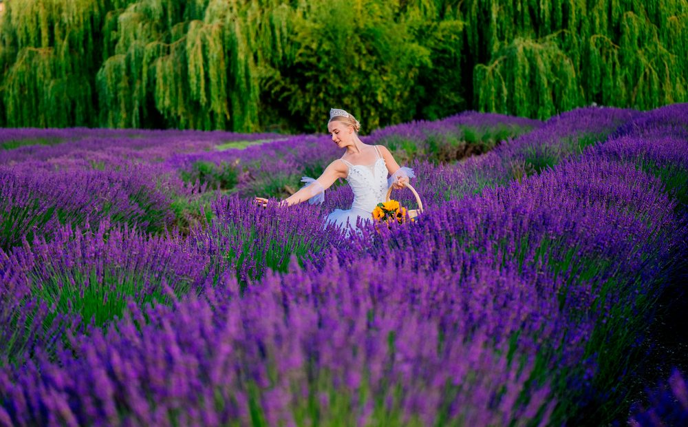 A white woman picks flowers in a lavender field in WA, USA