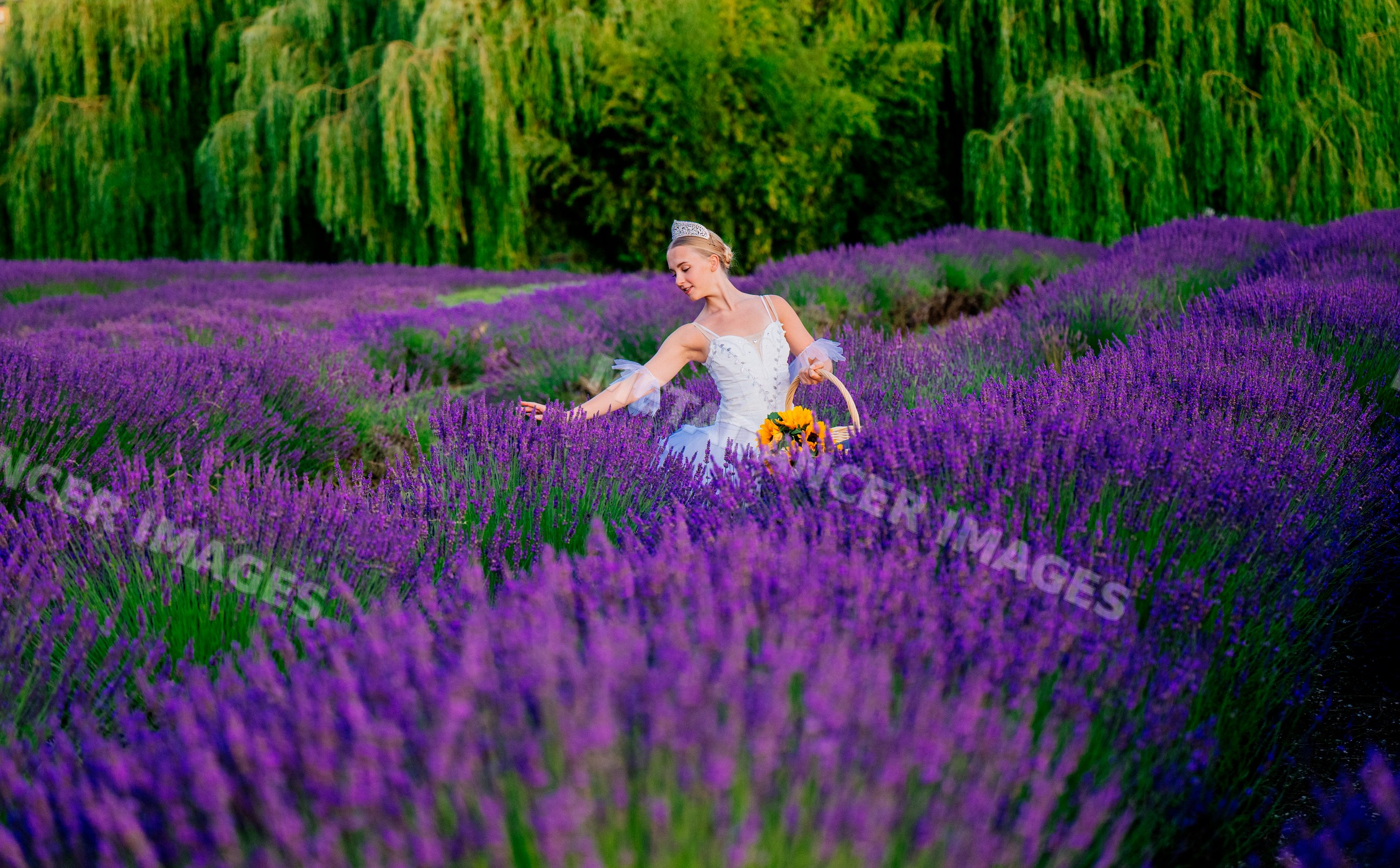 A white woman picks flowers in a lavender field in WA, USA