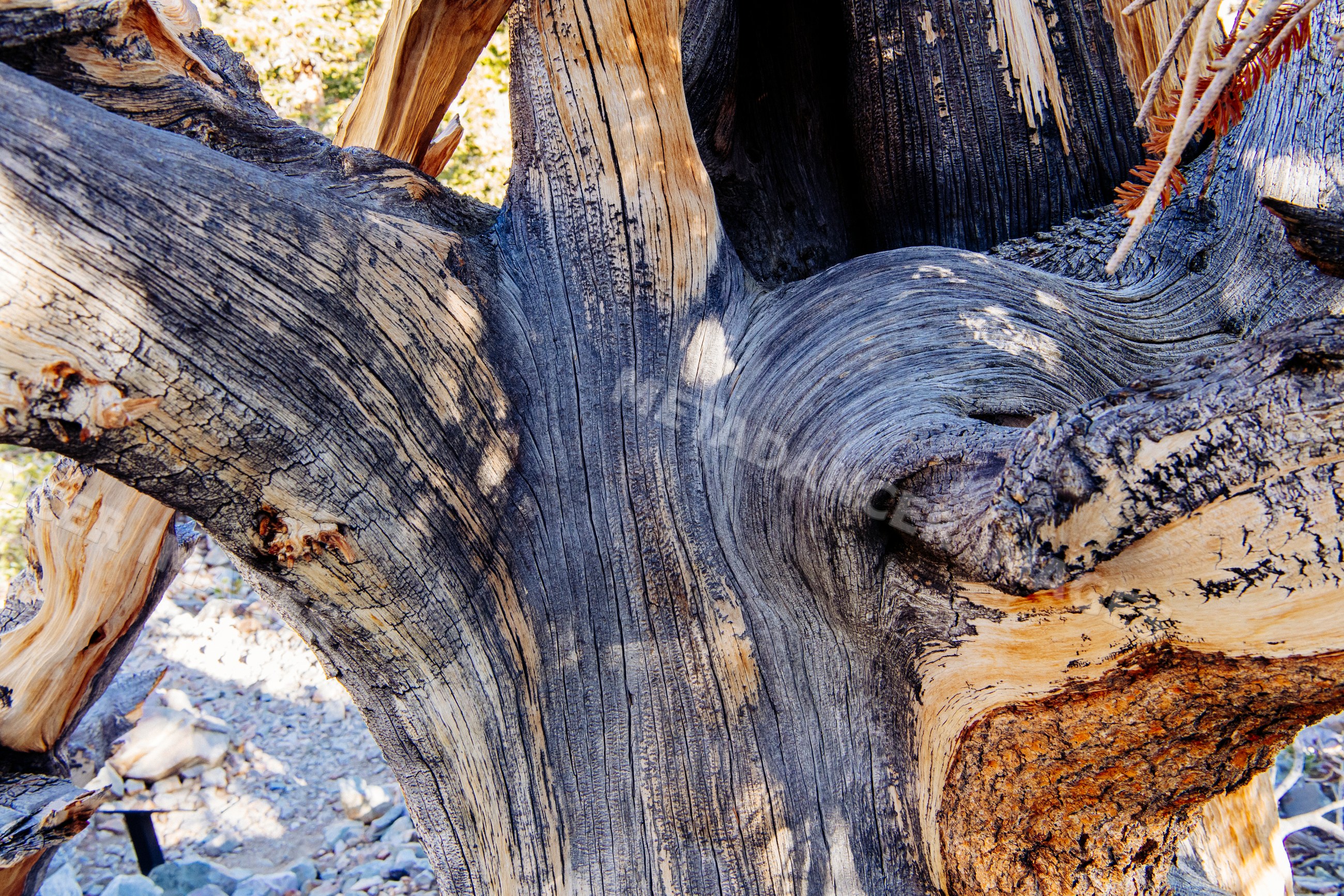 Close-up of twisted tree trunk with detailed wood grain and bark