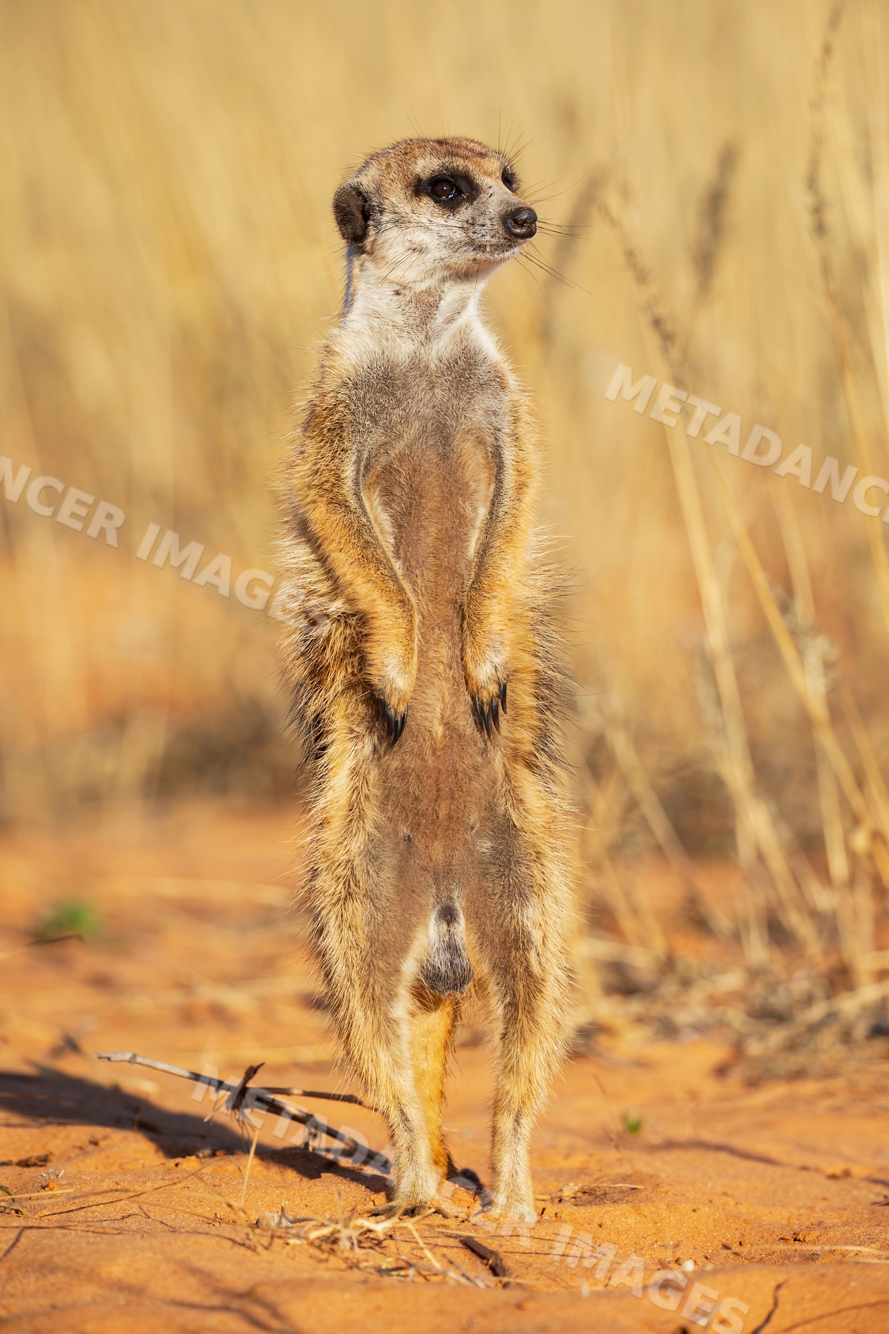 Meerkat standing alert in Kalahari Desert, South Africa