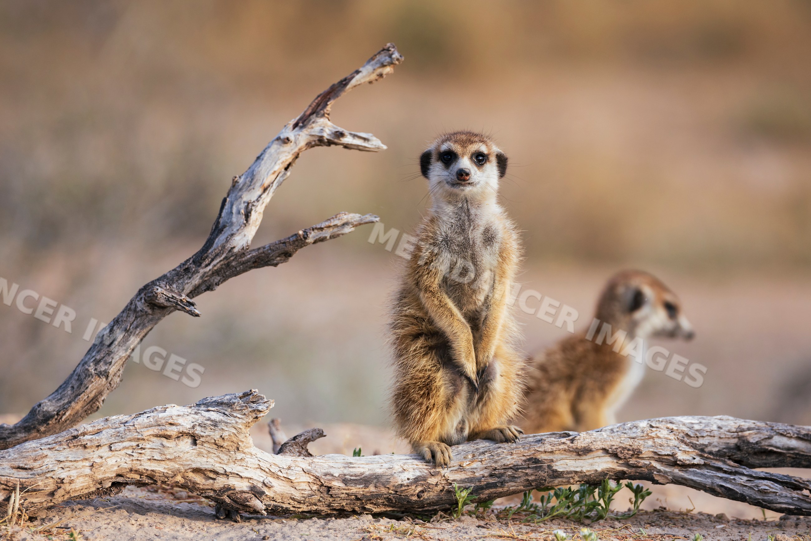 Meerkat standing on dead branch in Kalahari Desert landscape