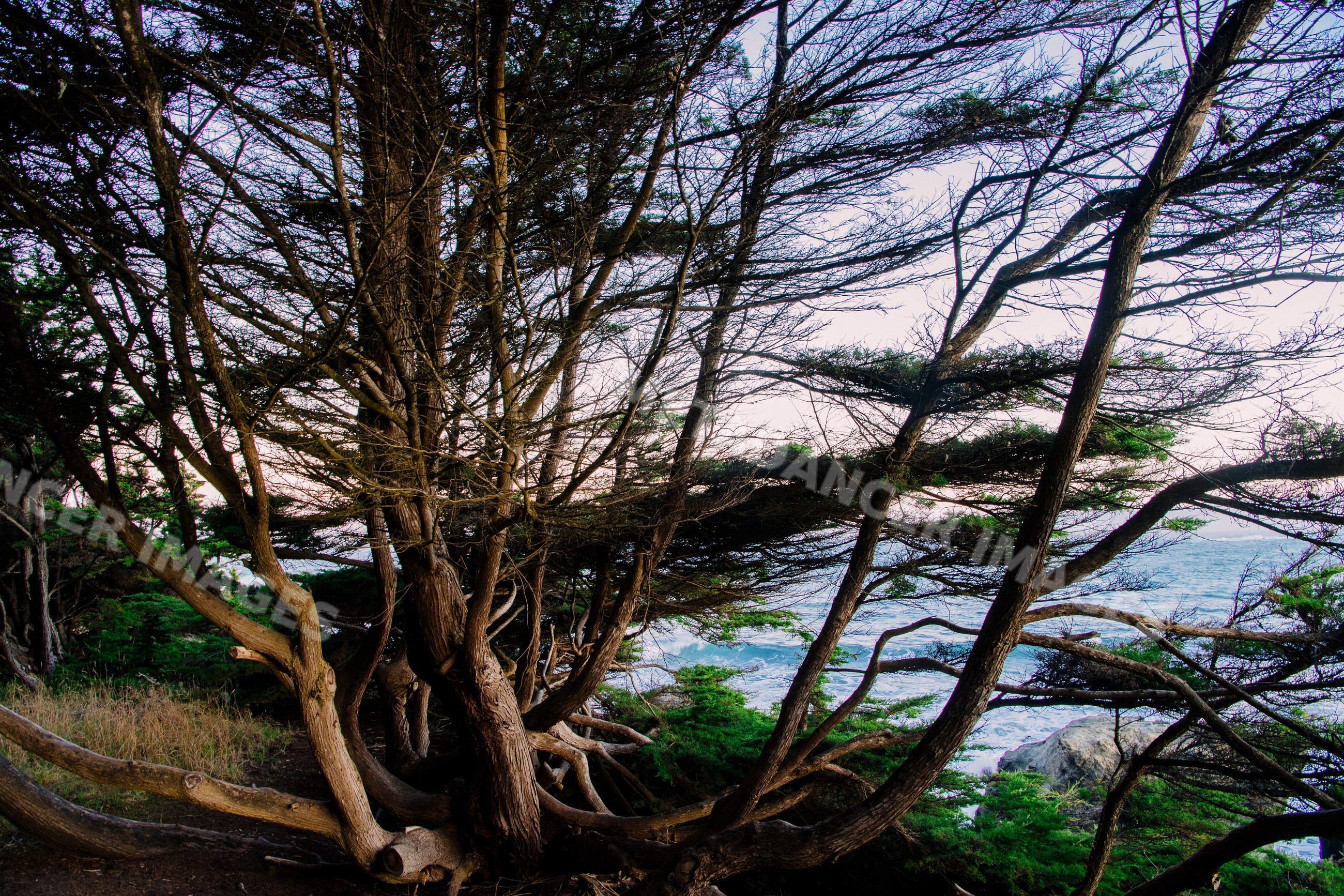 Coastal trees overlooking pacific ocean shoreline