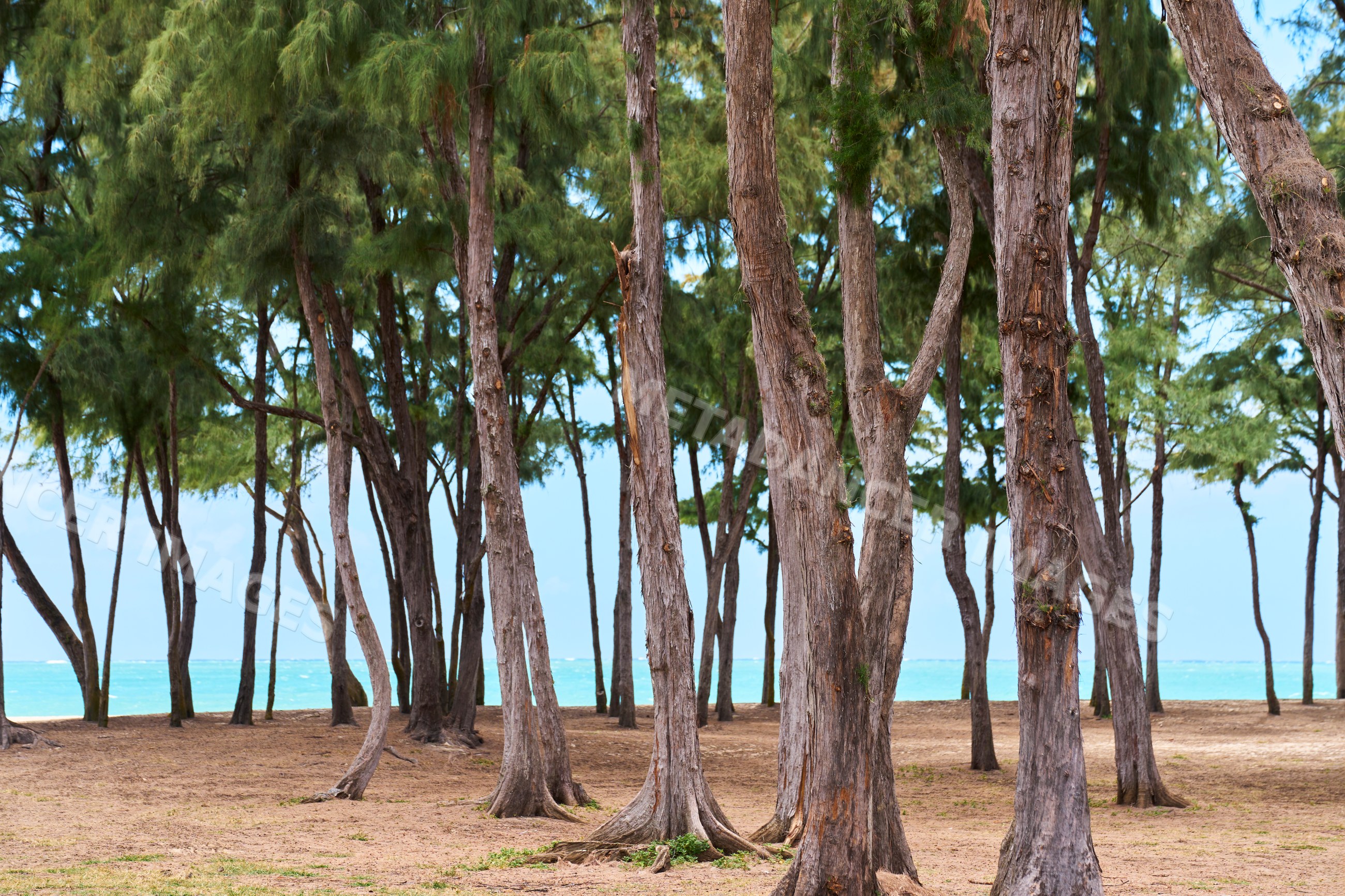 Pine trees on sandy beach coastline with ocean