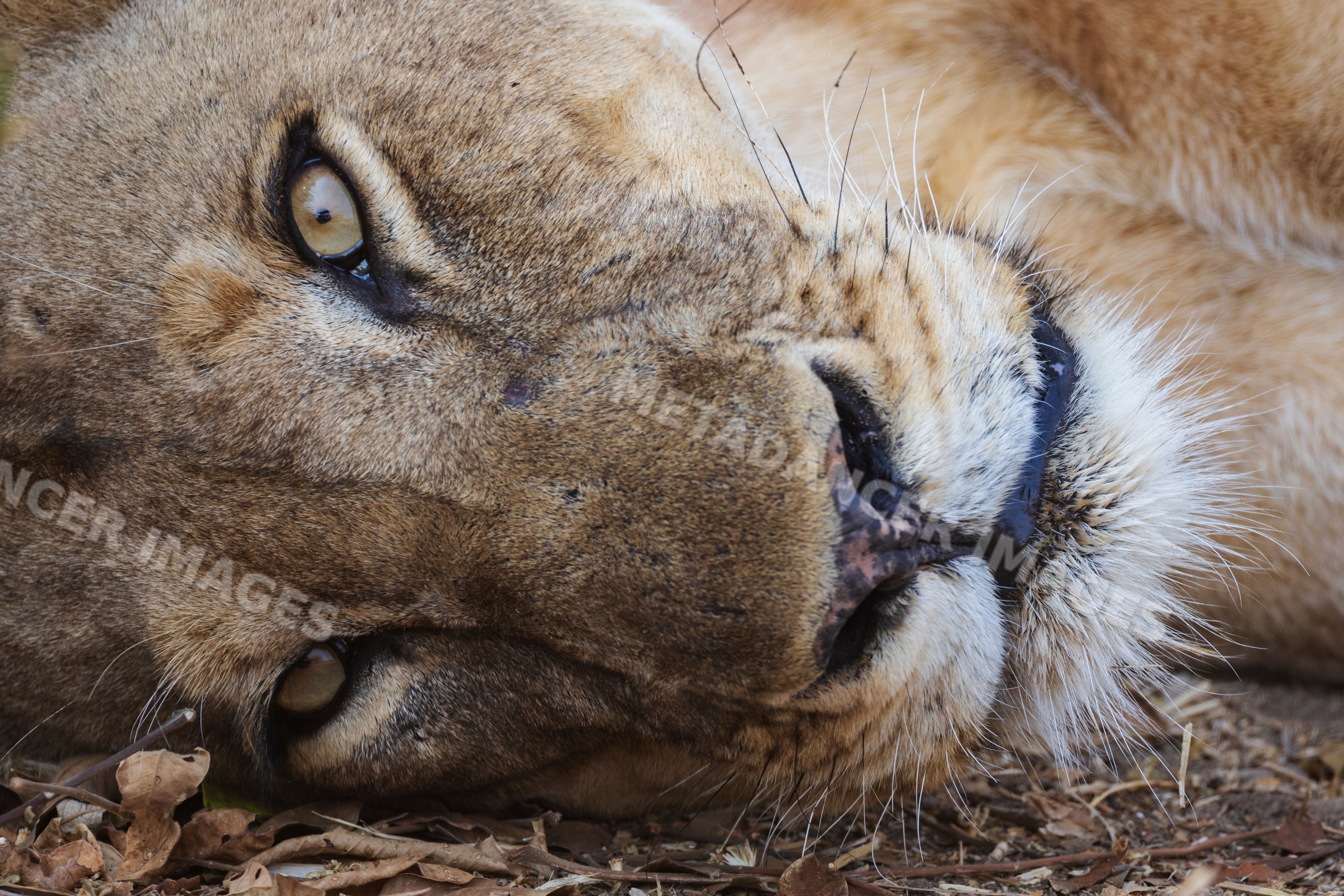 Lioness resting on the ground in a park