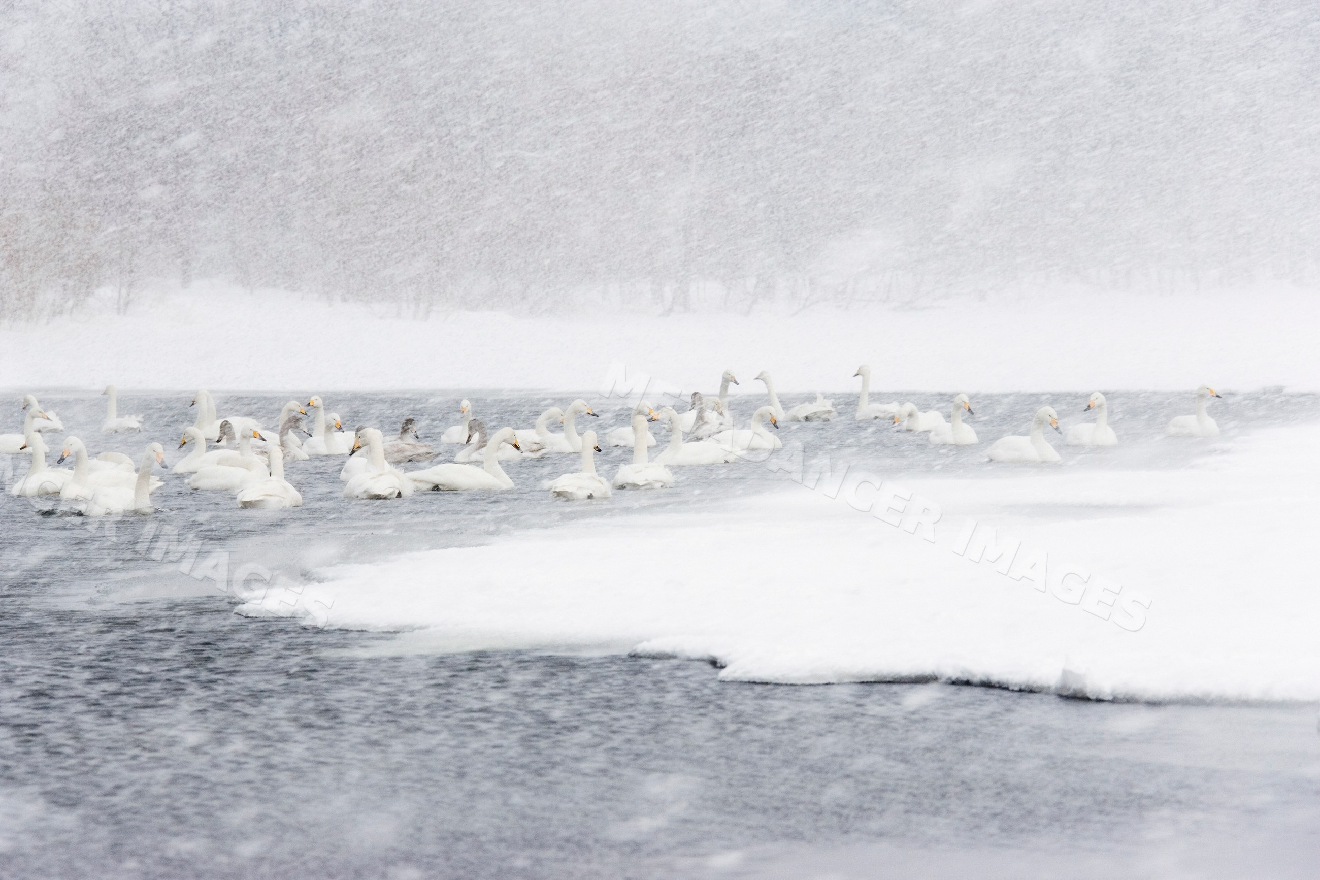 Whooper swans swimming on lake during snowstorm Japan