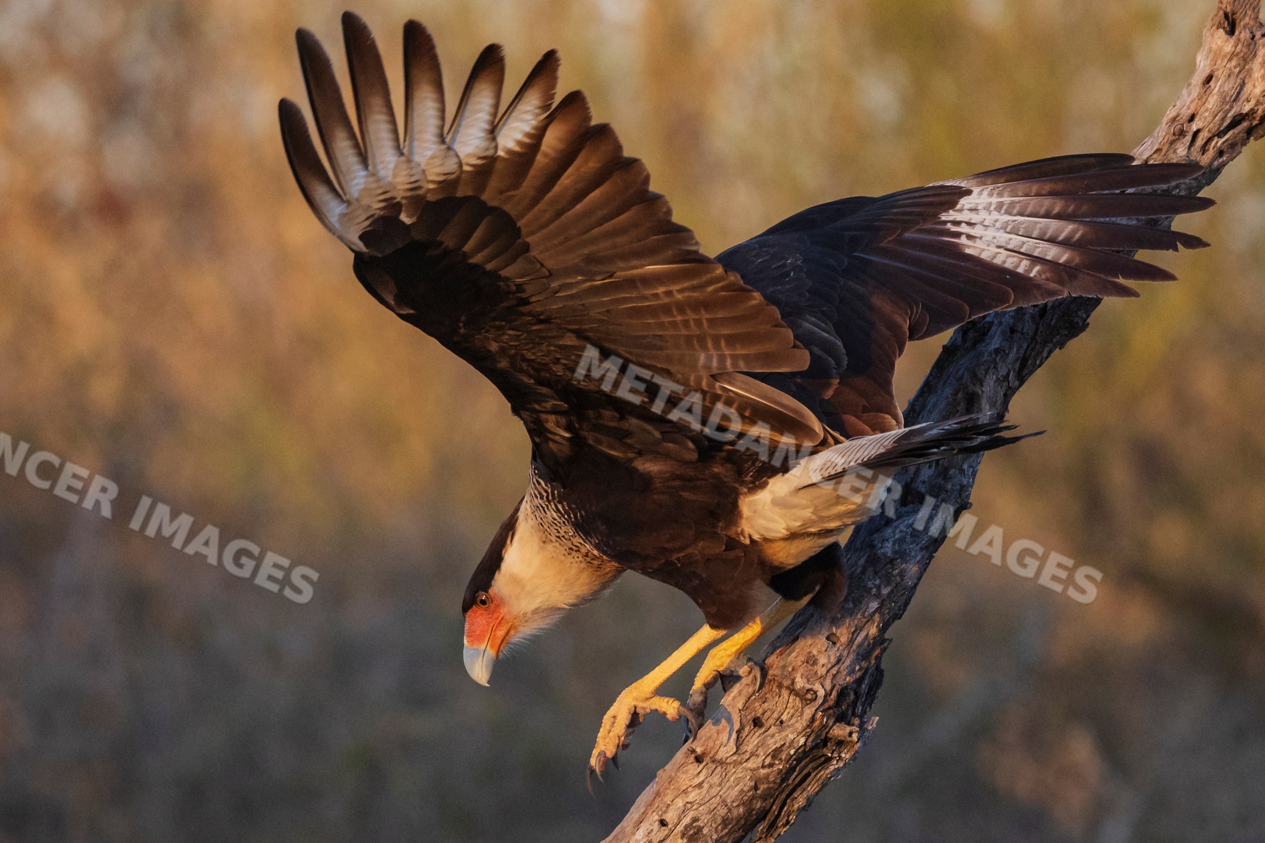Crested Caracara spreading wings on dead branch