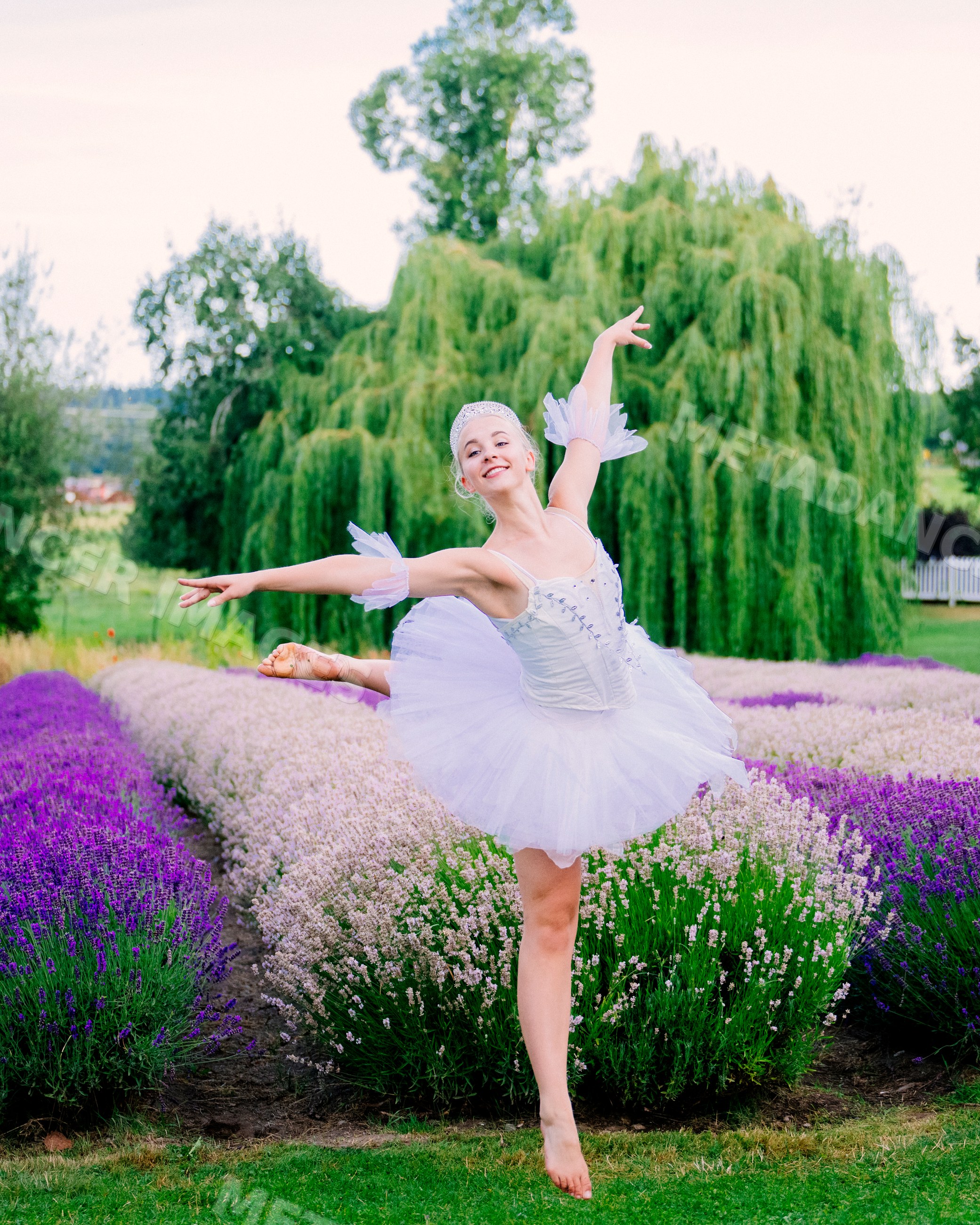 White Dancer leaps gracefully in a lavender field in WA, USA