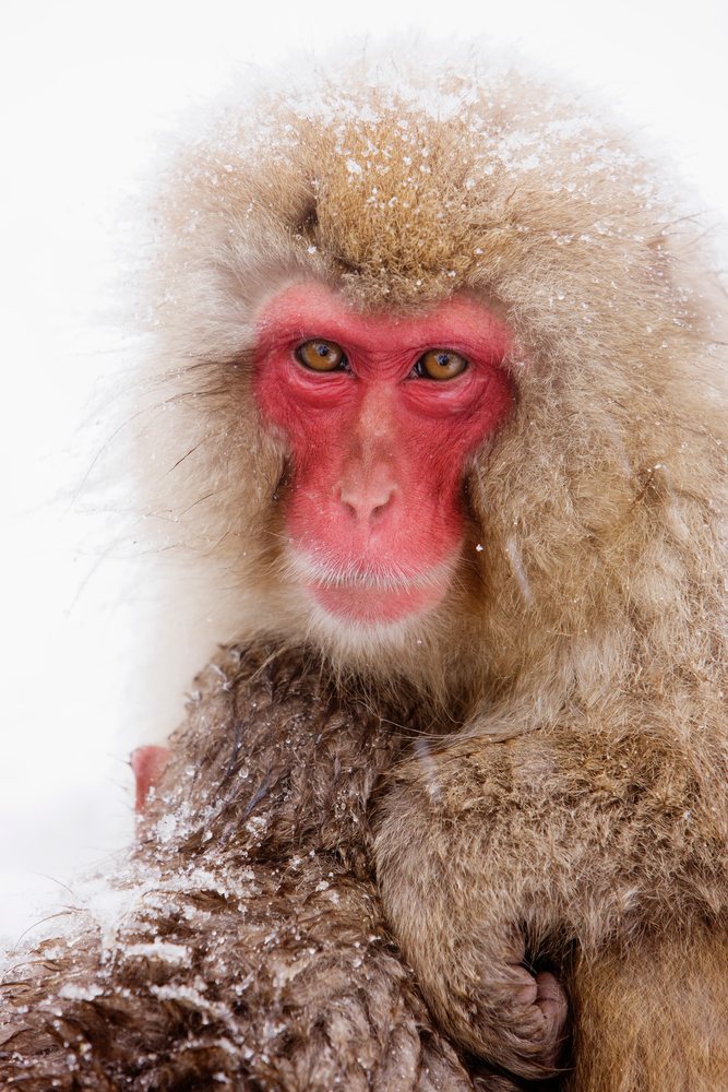 Japanese macaque with red face in snowy nagano, japan