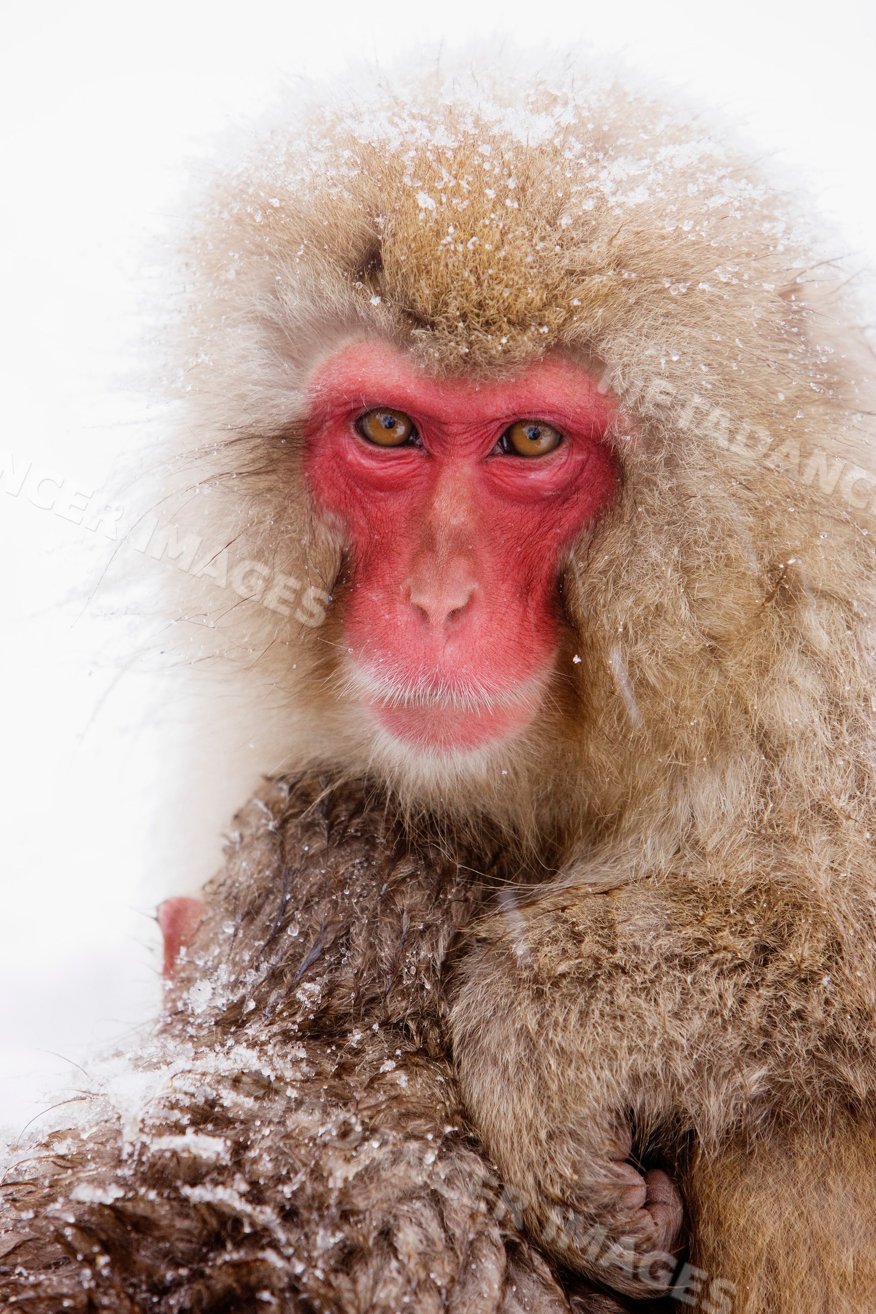 Japanese macaque with red face in snowy nagano, japan