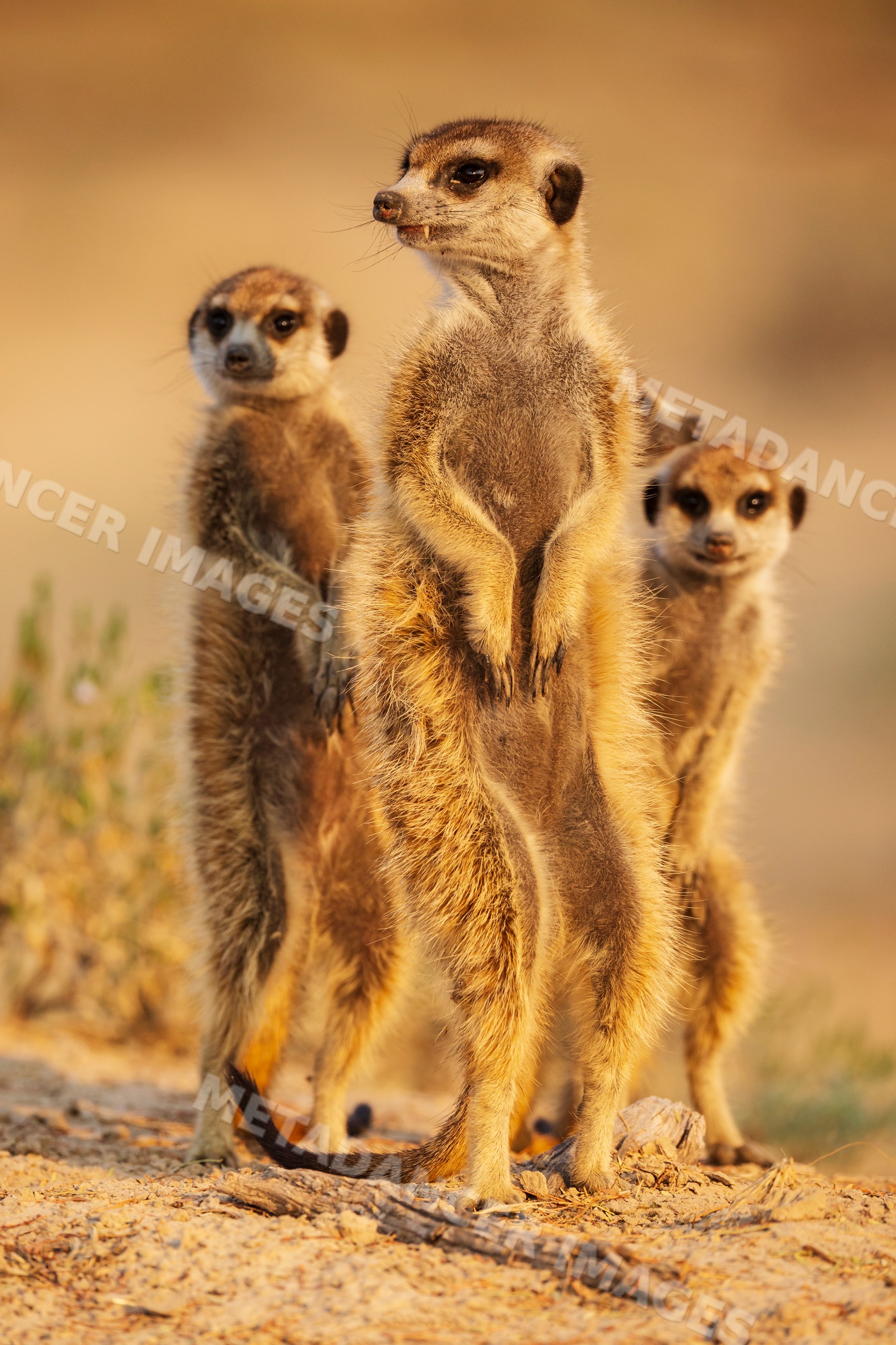 Meerkats standing alert in Kalahari Desert Sunrise
